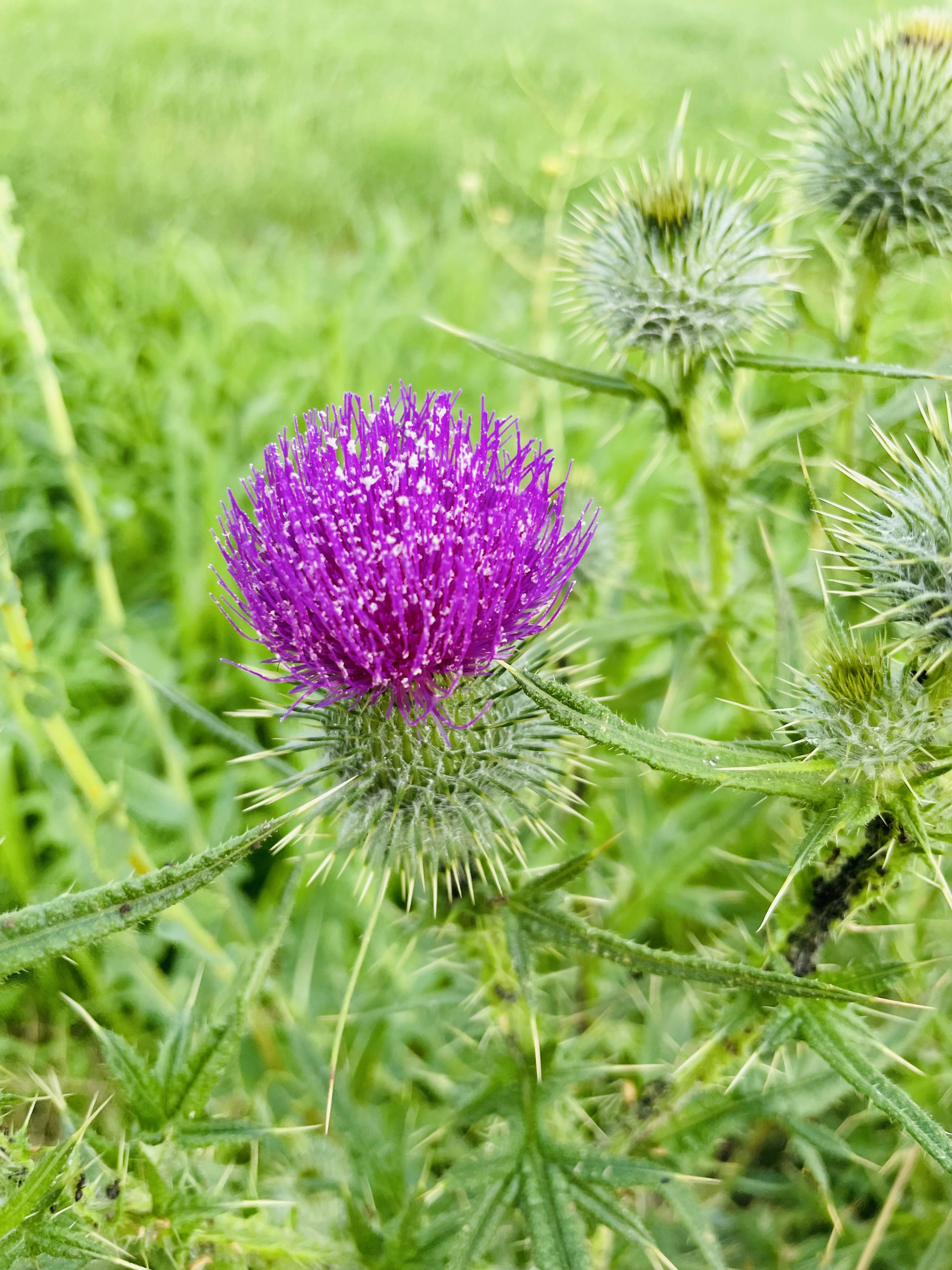 紫色の花と緑の葉を持つ植物のクローズアップ