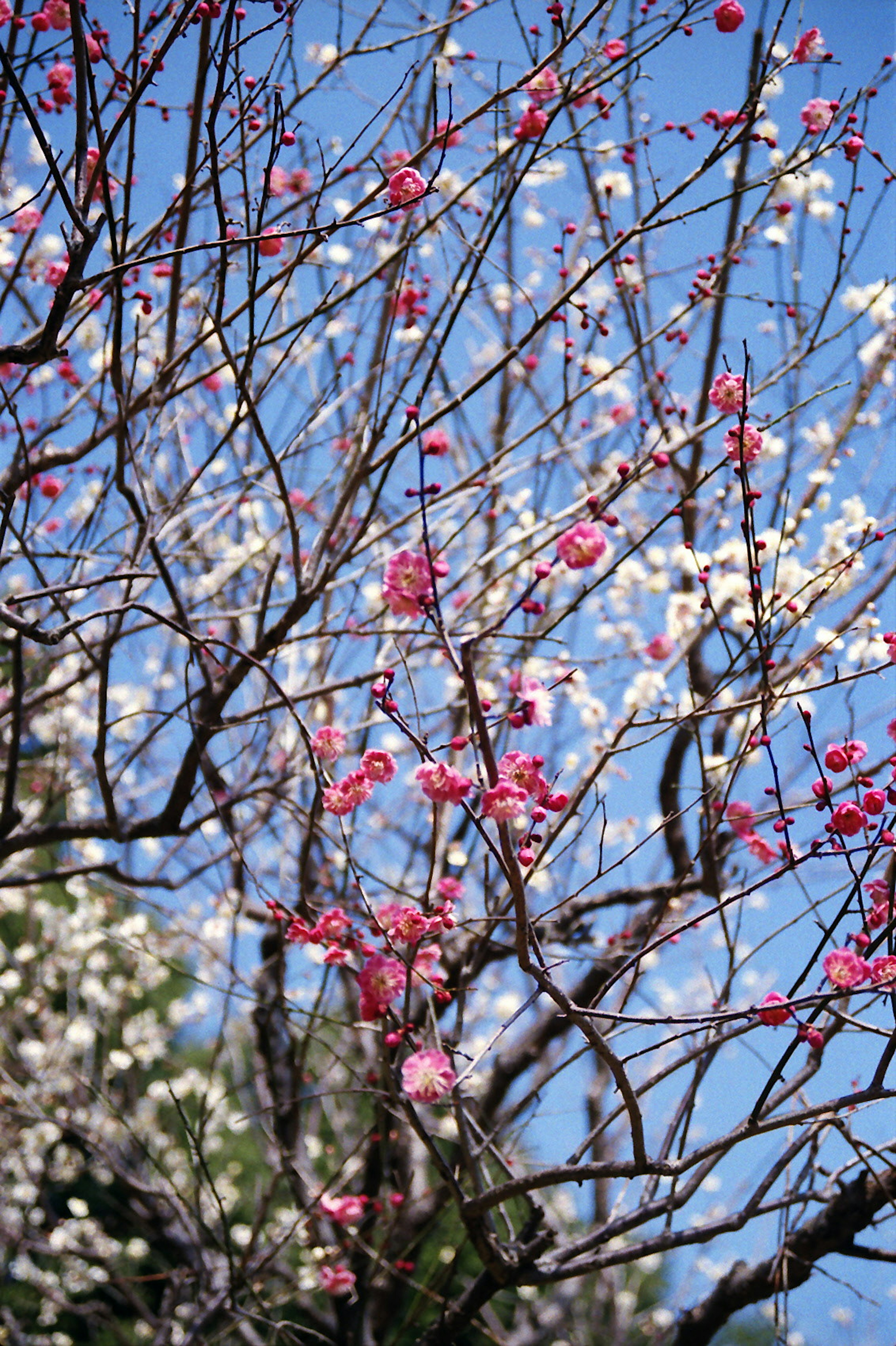 Ramas de un árbol con flores rosas y blancas bajo un cielo azul