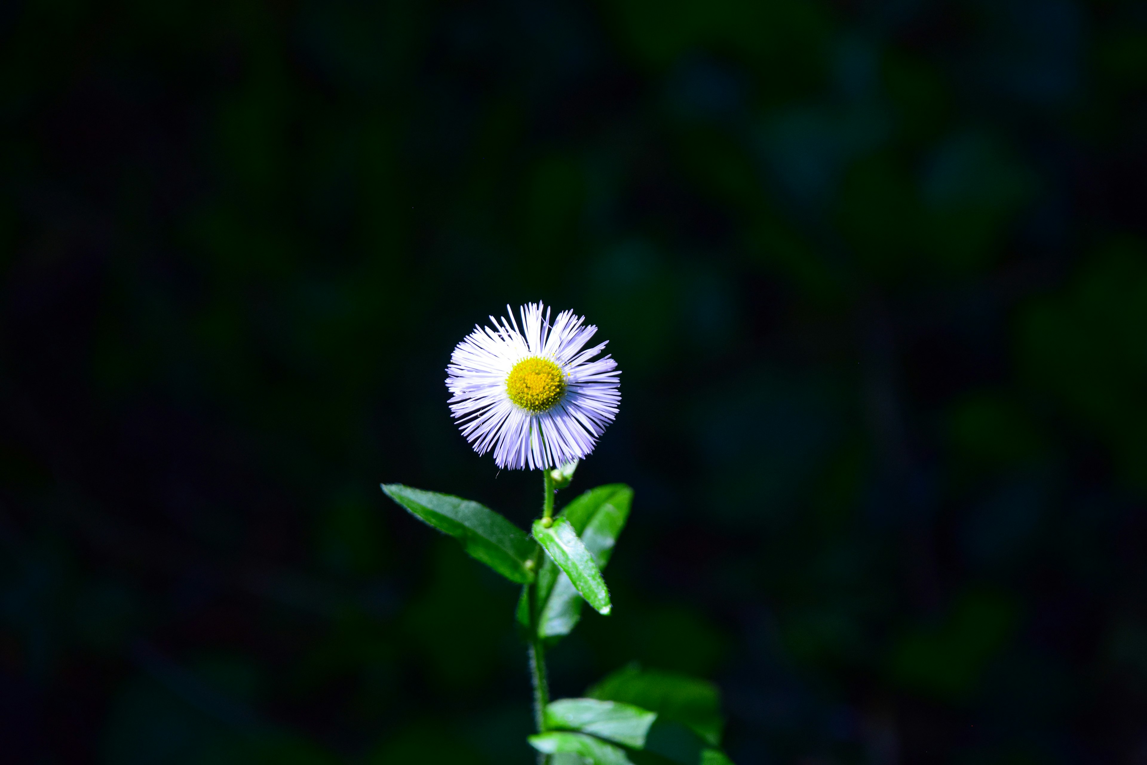 Eine weiße Blume mit gelbem Zentrum und grünen Blättern vor einem dunklen Hintergrund