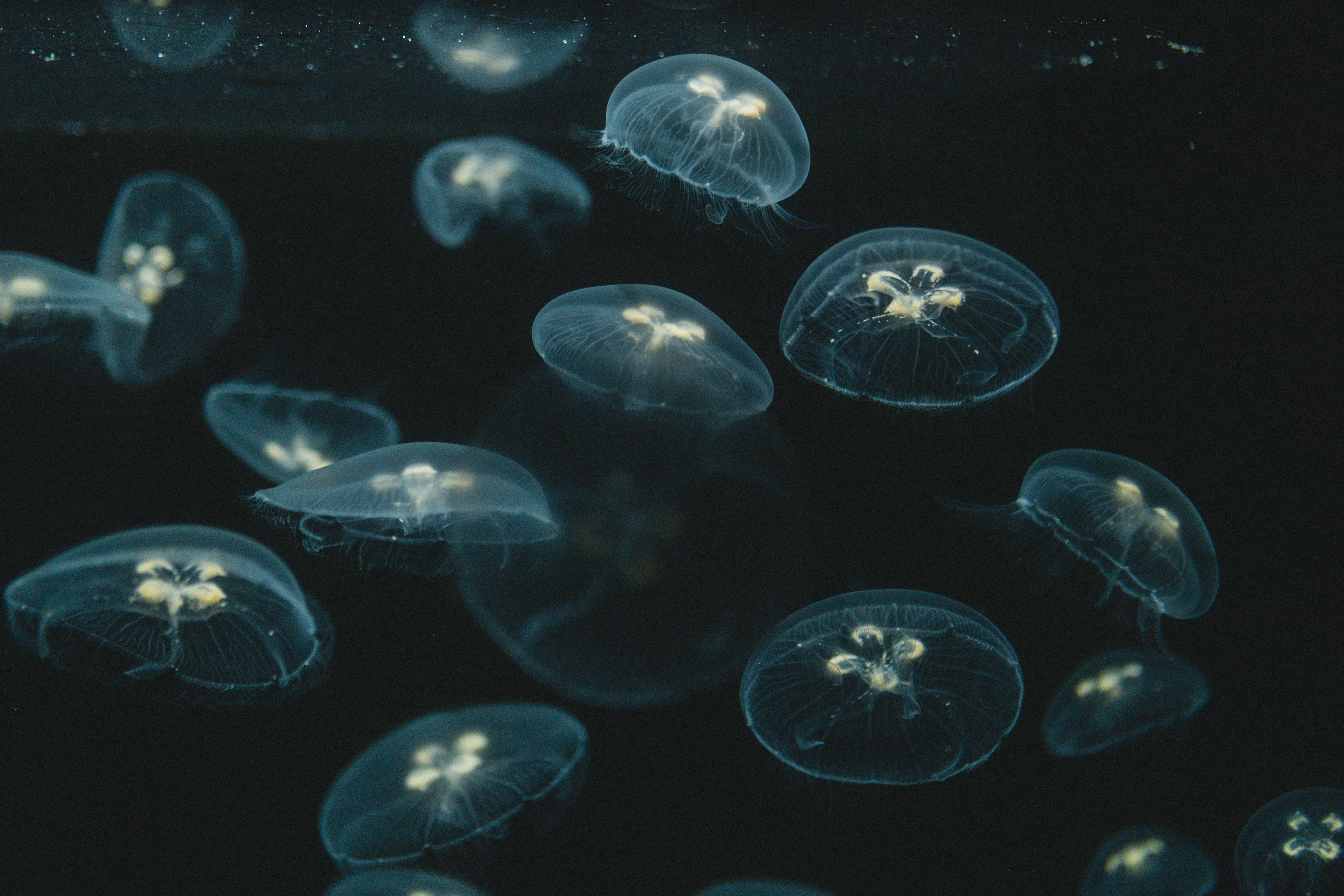 Un gruppo di meduse che galleggiano in acqua con corpi blu lucidi e campane trasparenti