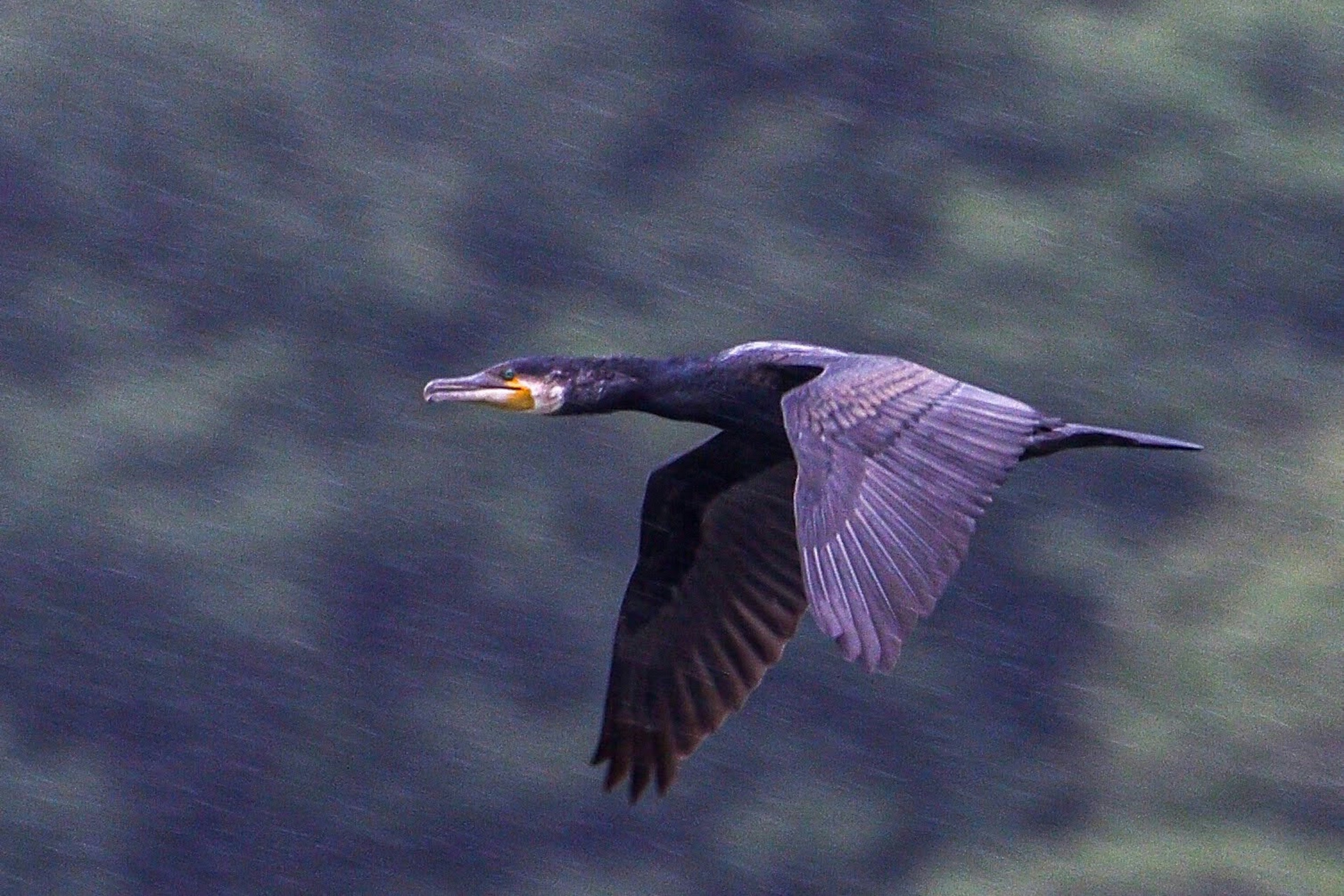 Seekor burung cormorant yang terbang dengan latar belakang hijau kabur