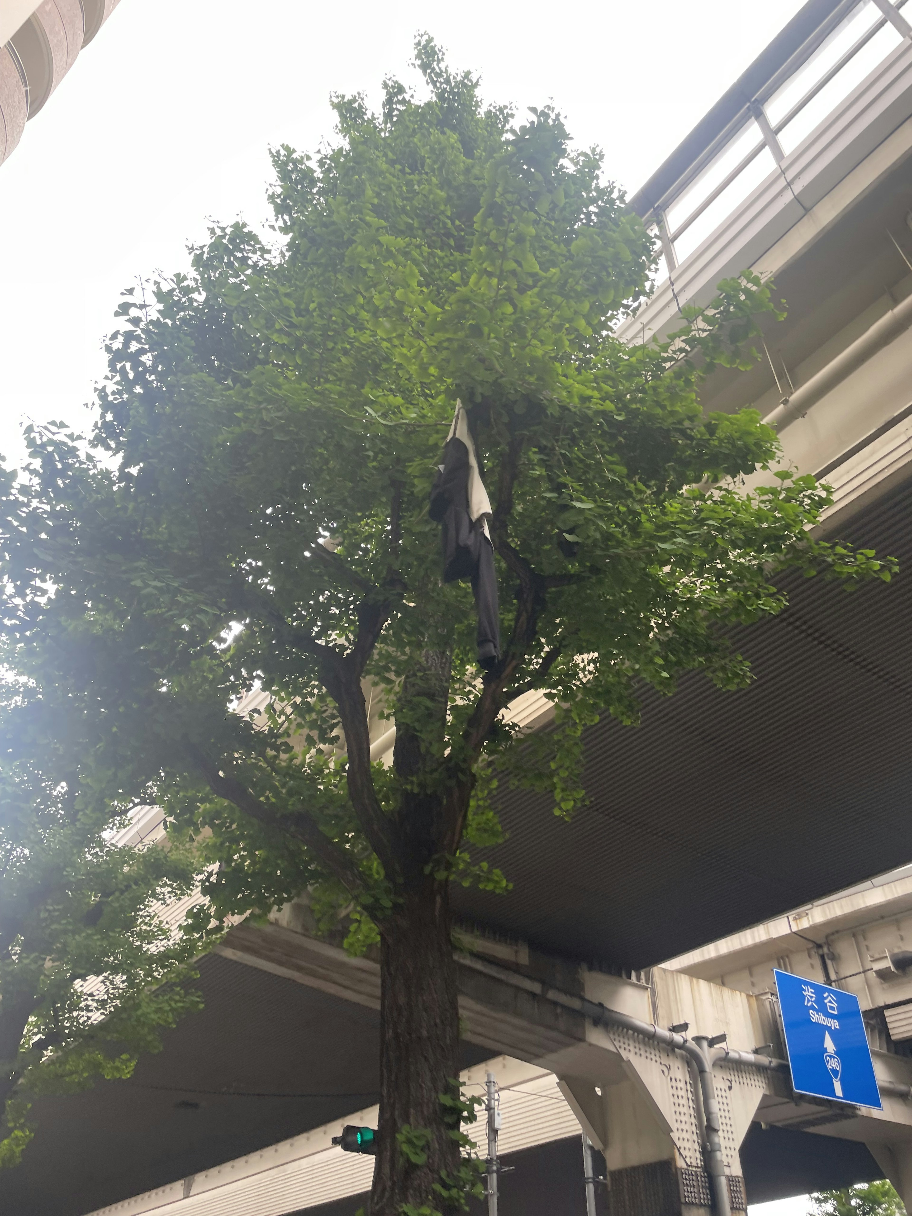 Árbol verde exuberante debajo de un paso elevado con un entorno urbano