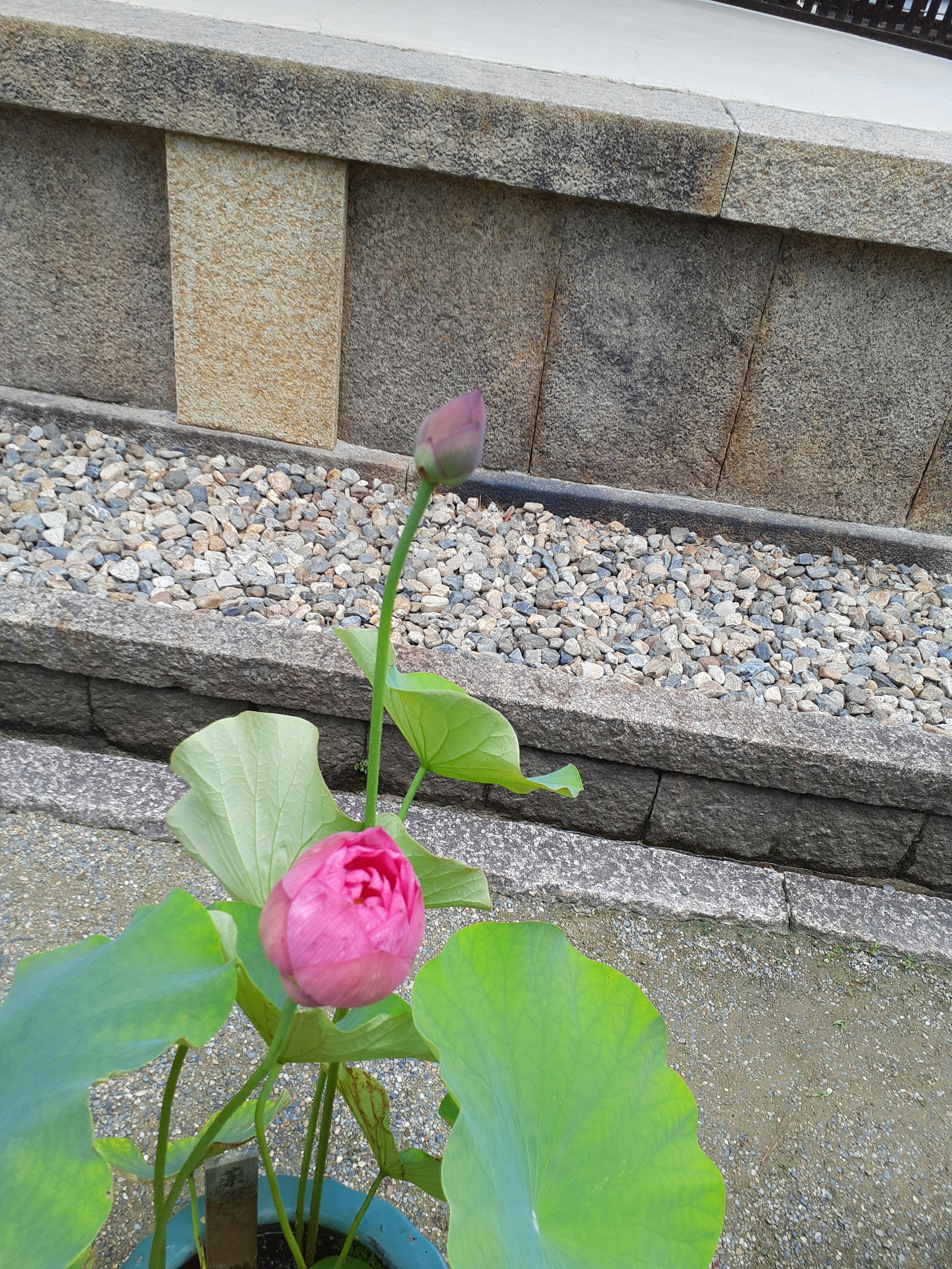 Image of a pink lotus flower and bud on a green plant