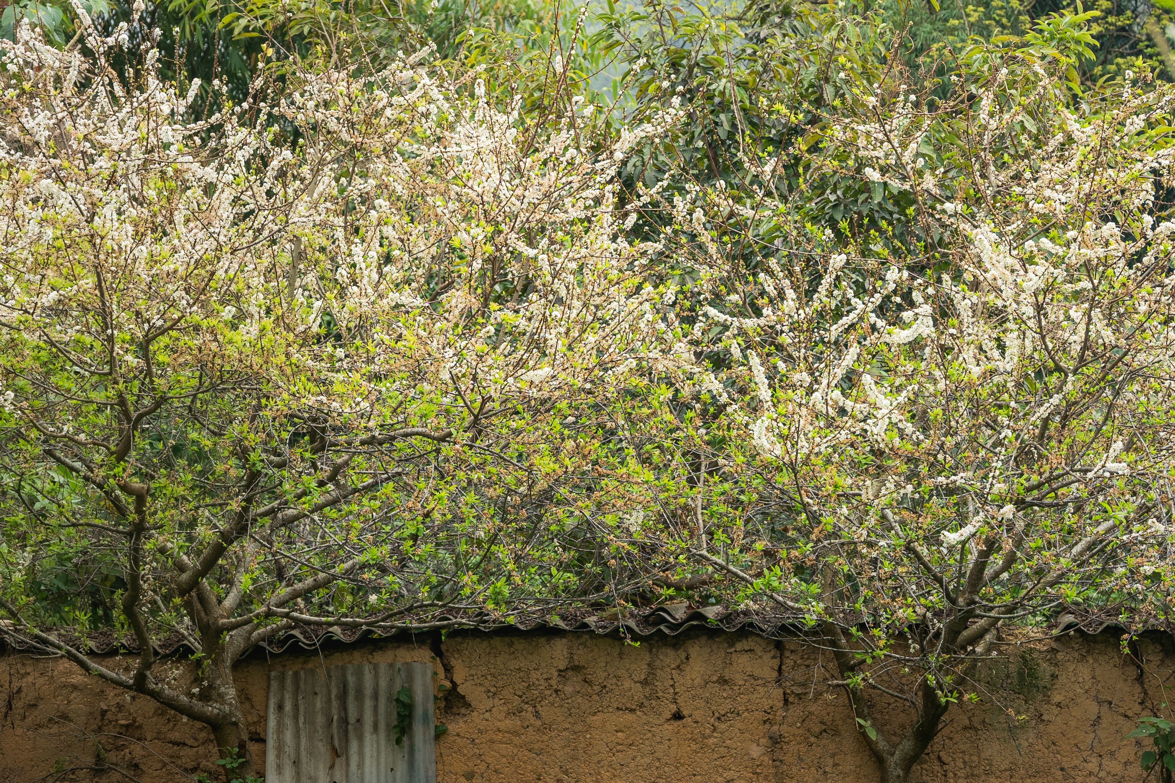 Paysage avec des arbres en fleurs et un mur en terre