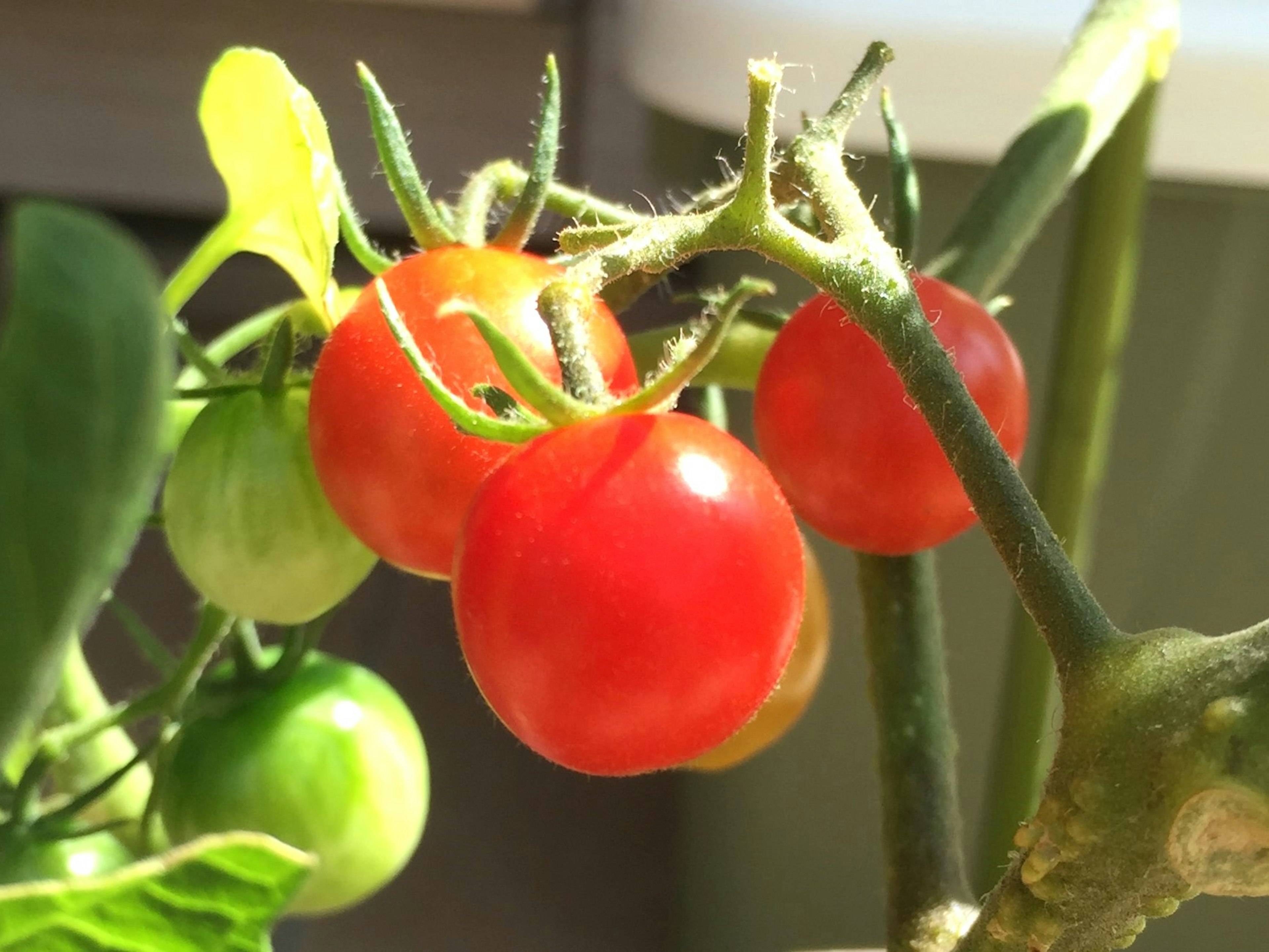 Tomates cherry rojas y tomates verdes colgando de un tallo