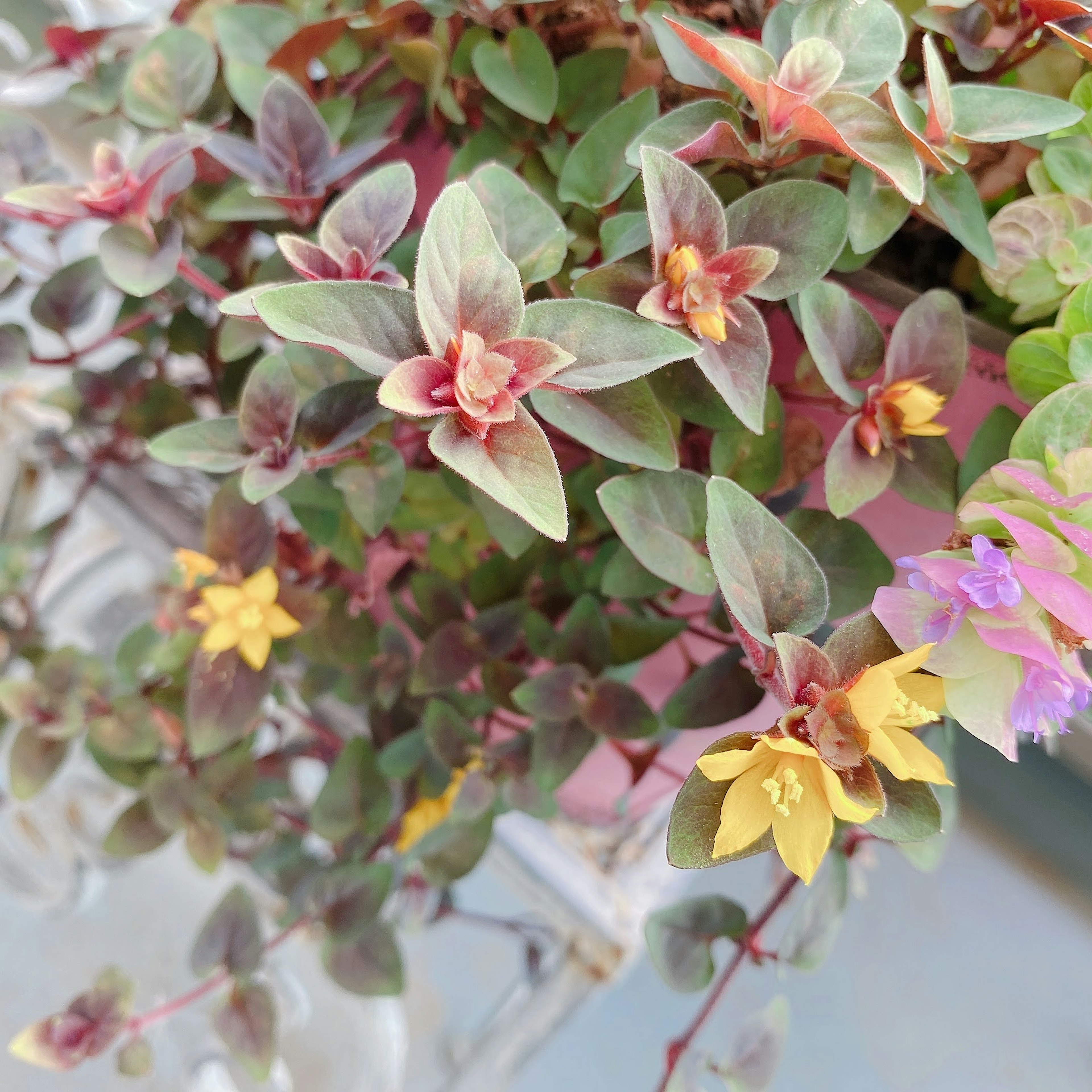 Gros plan d'une plante avec des feuilles et des fleurs multicolores