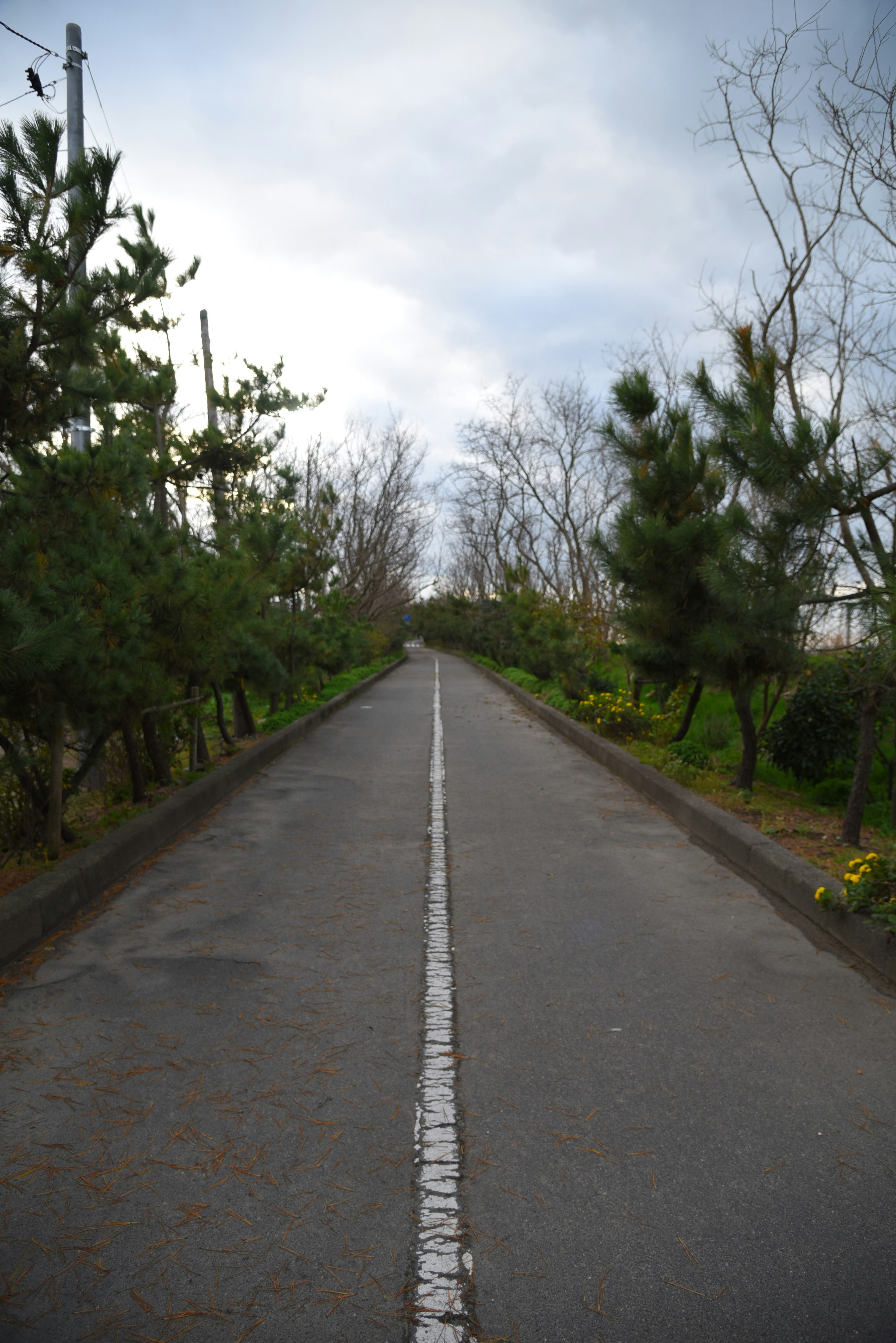 铺装道路被绿色树木环绕在阴云密布的天空下