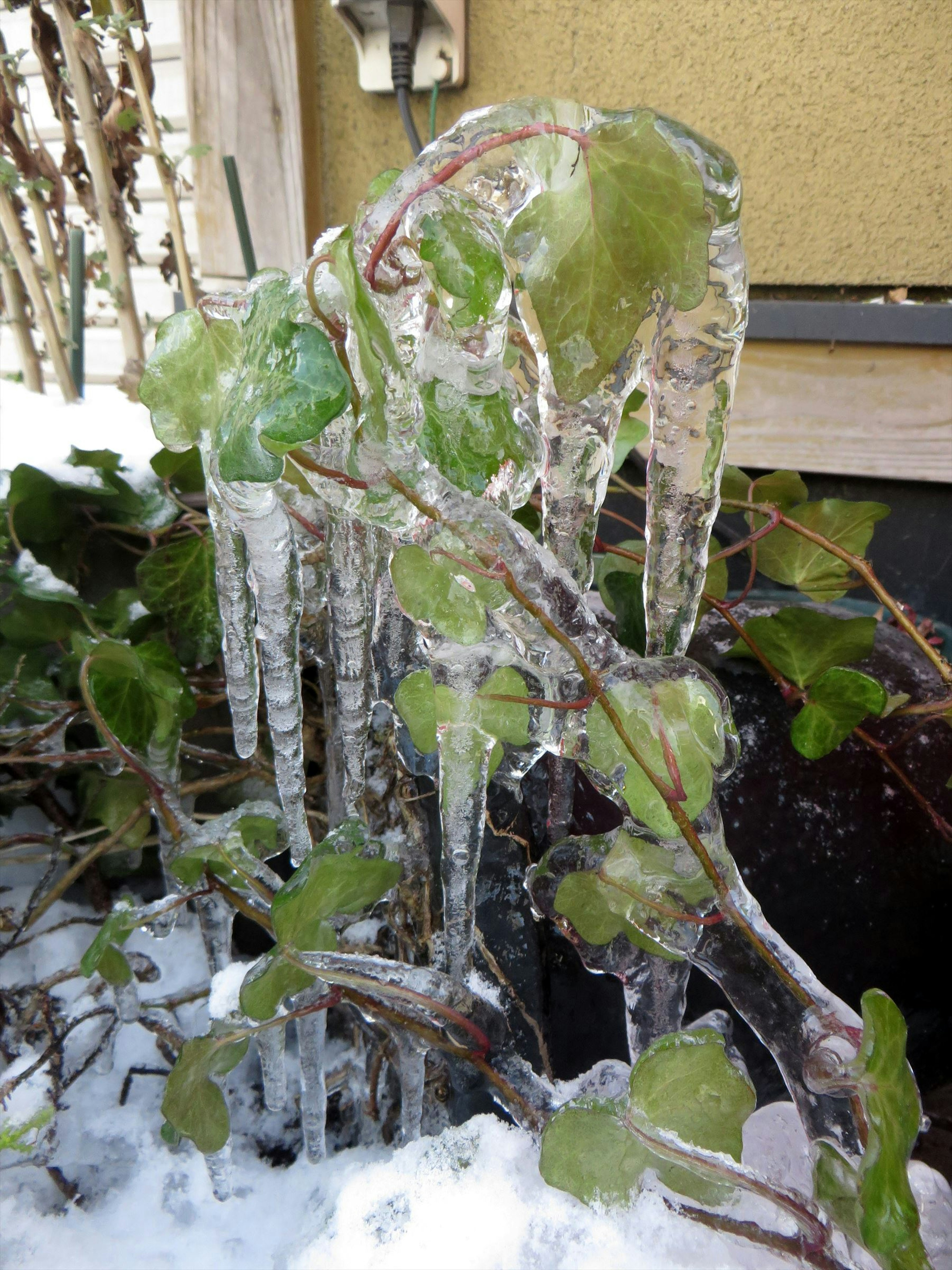 凍った葉と氷のつららがある植物のクローズアップ