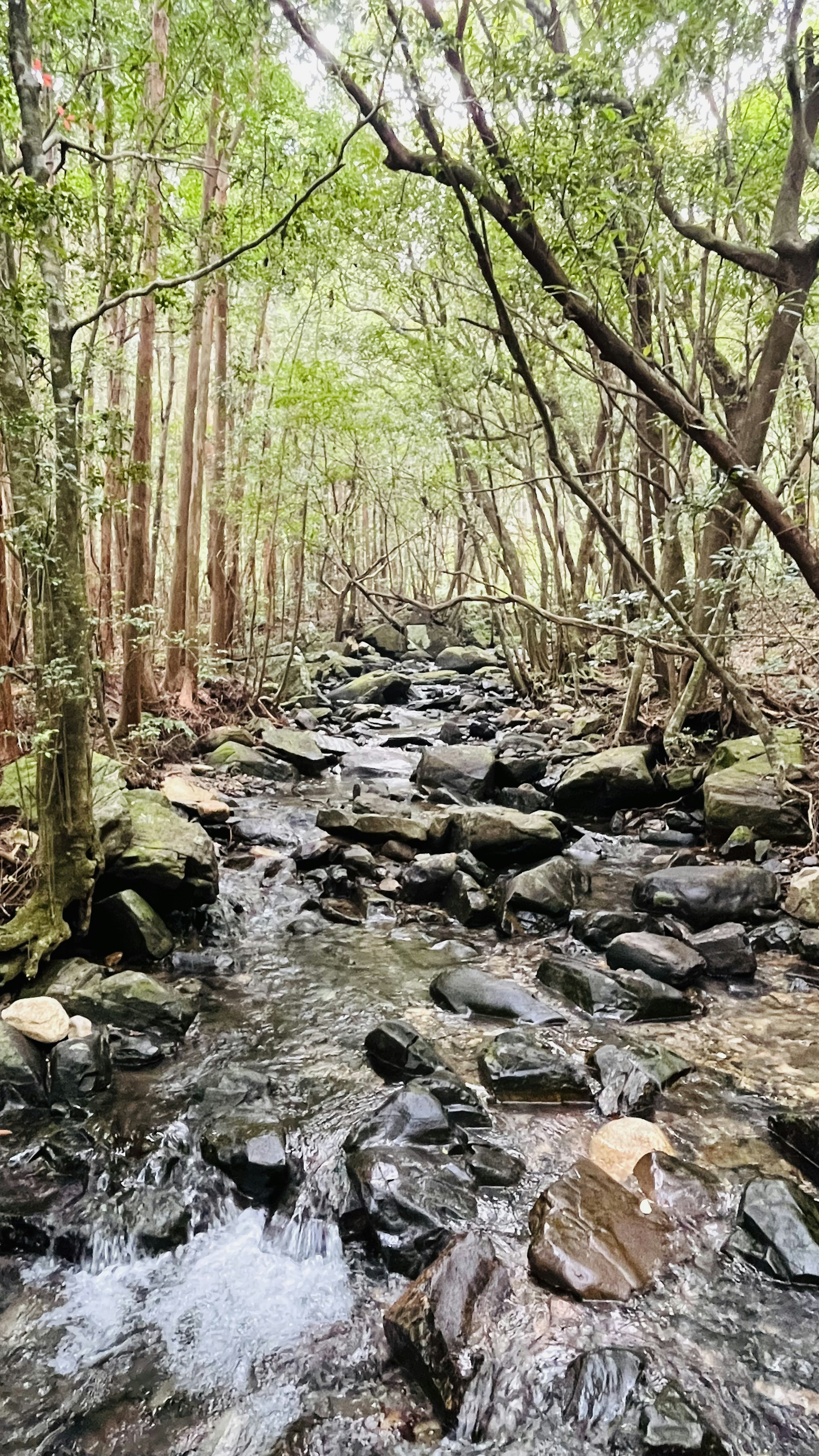 緑豊かな森林に囲まれた小川の風景流れる水と岩の間に木々が立ち並ぶ