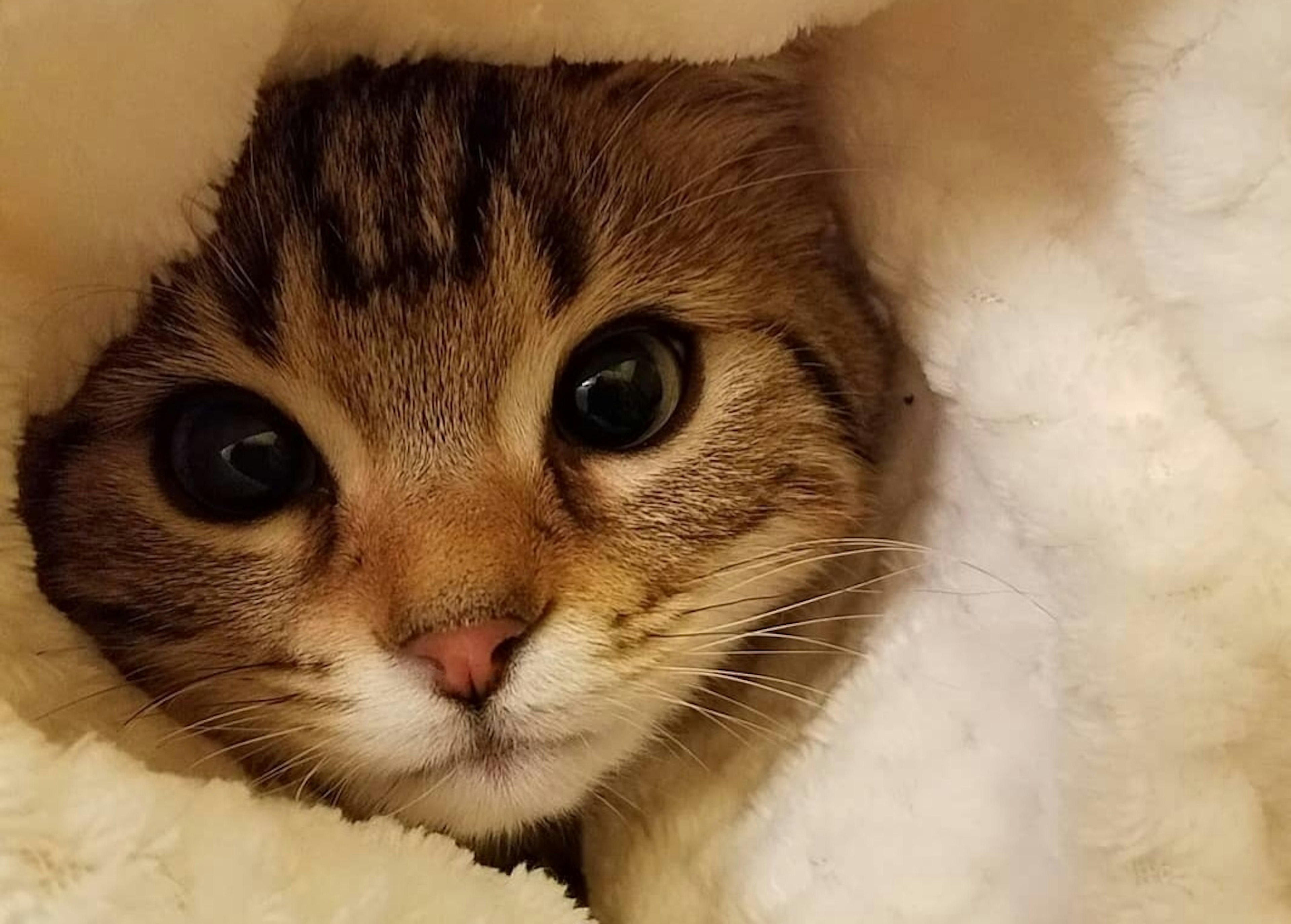 Nahaufnahme eines Katzenkopfes in einer flauschigen Decke