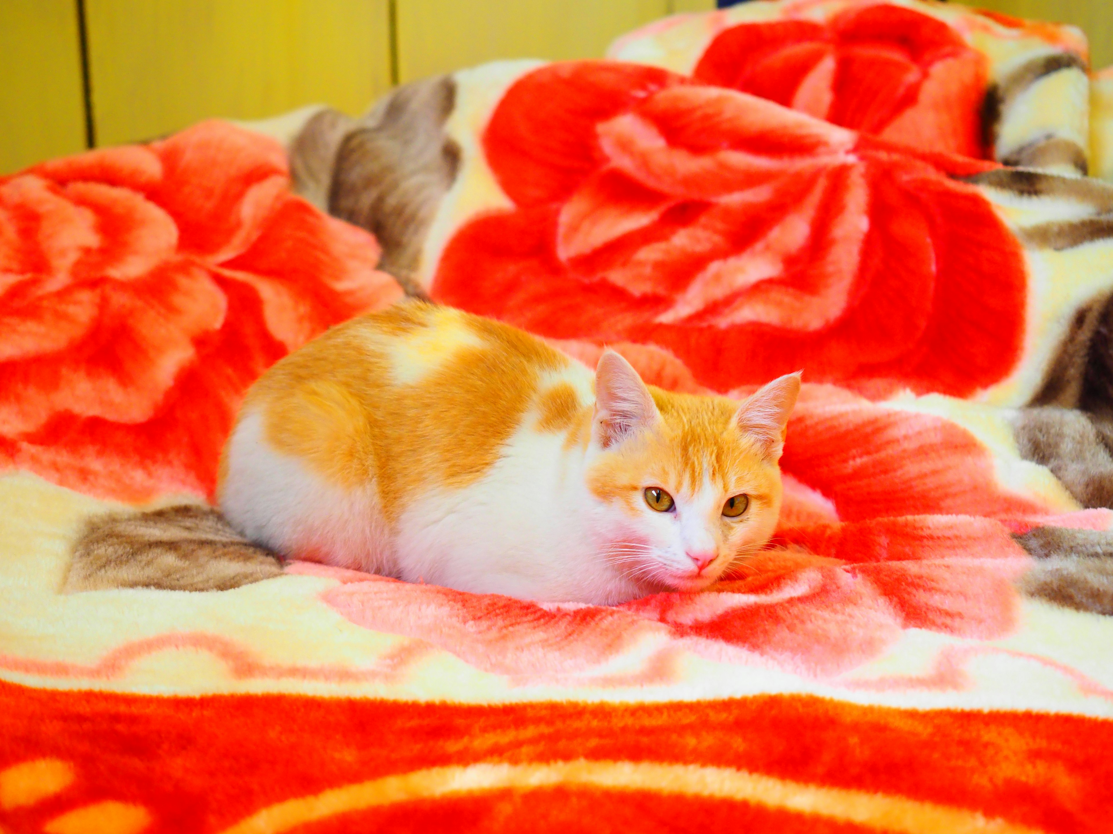 Orange and white cat lounging on a red floral blanket