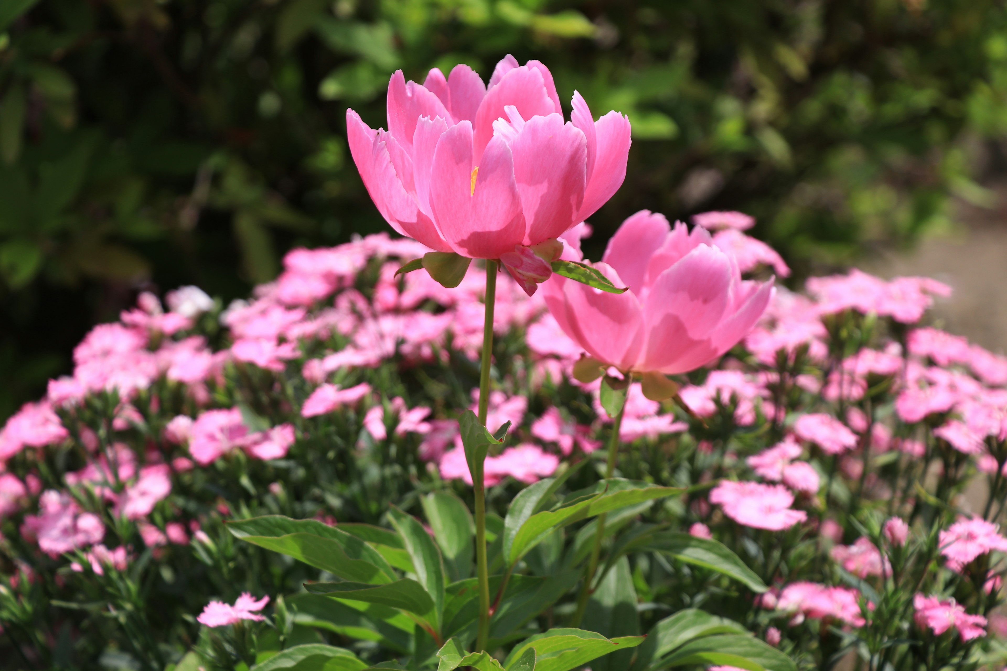 Schöne rosa Blumen blühen in einer Gartenlandschaft