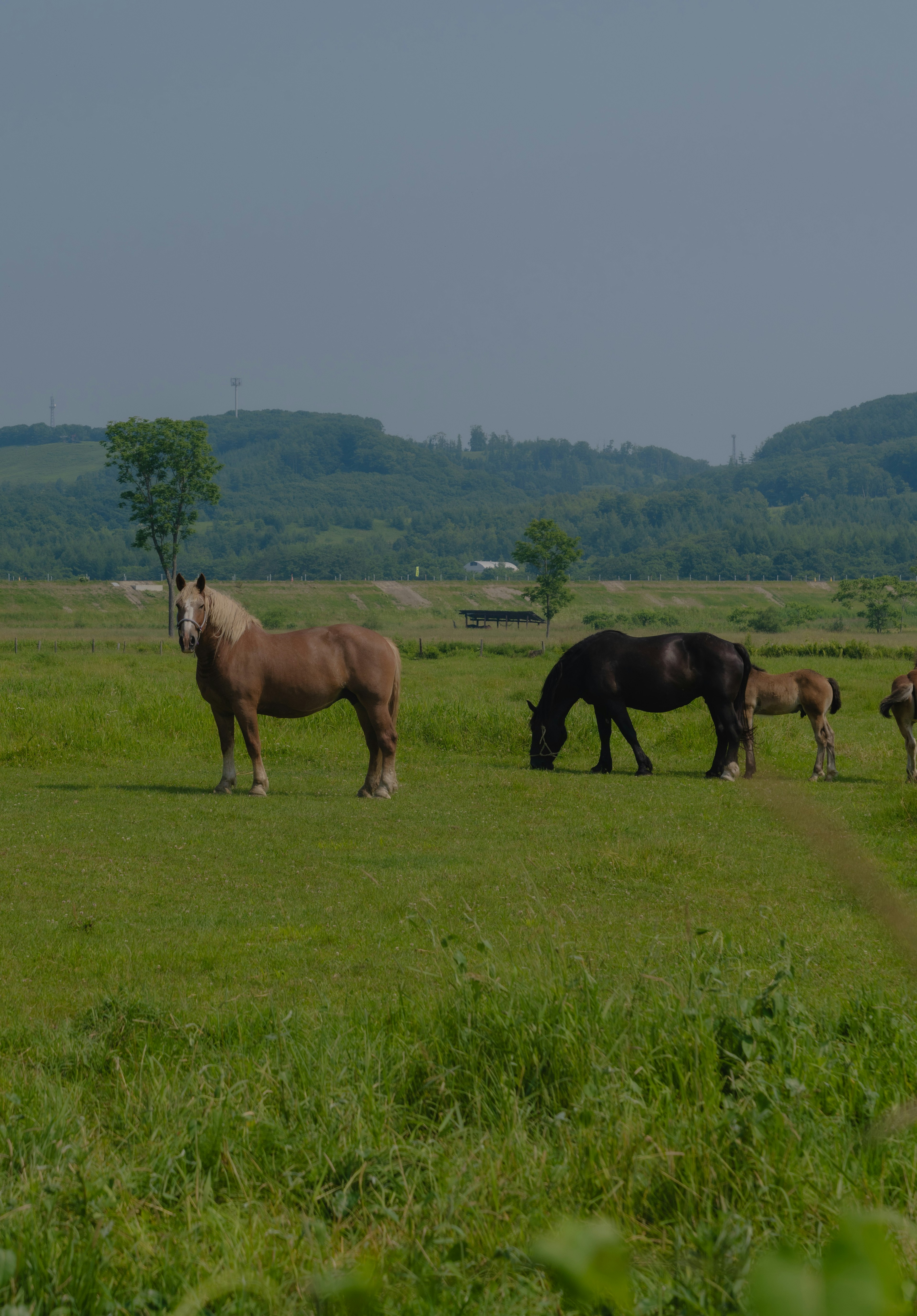 A scenic view of horses grazing in a wide meadow