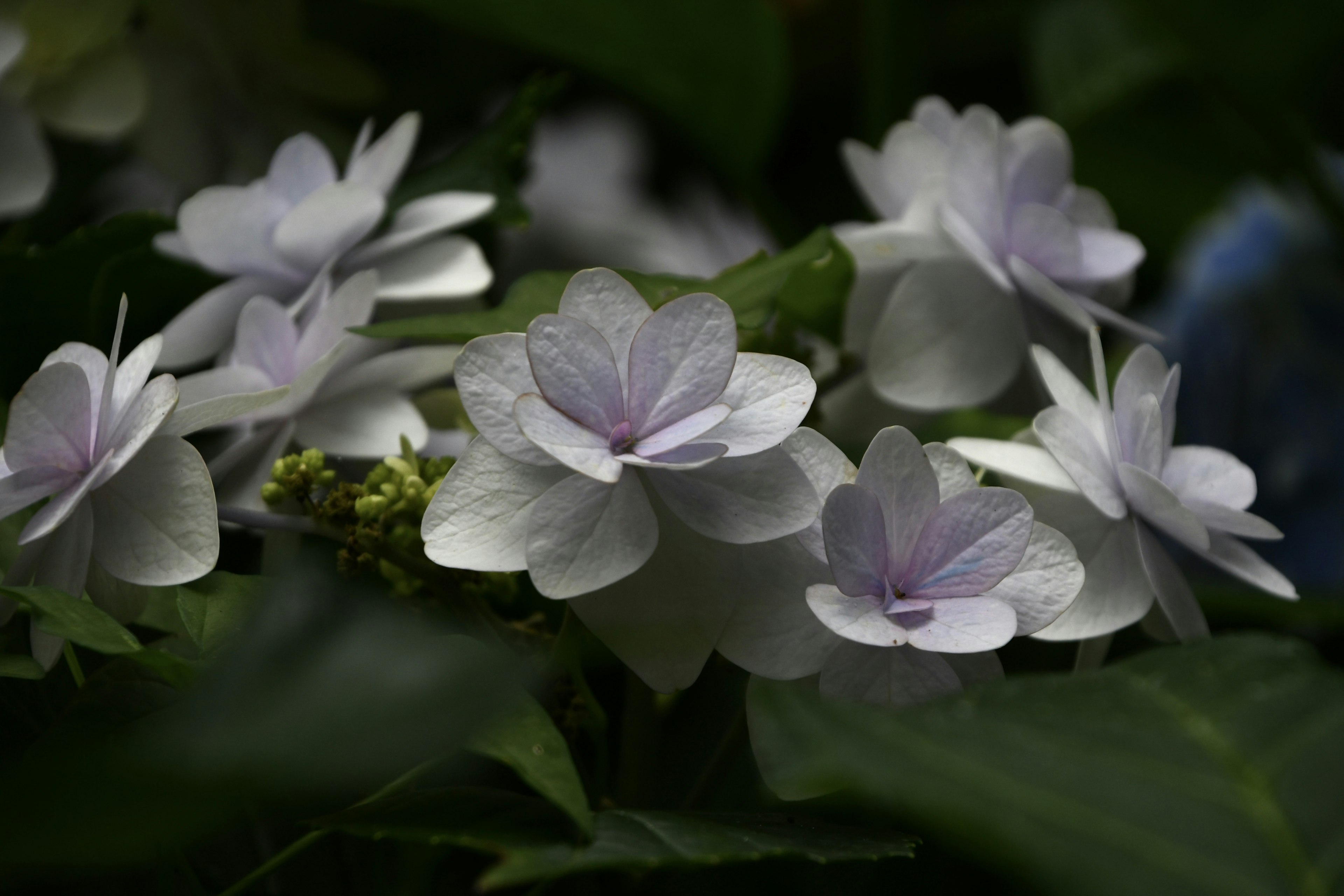 淡い紫色の花が咲いている植物のクローズアップ