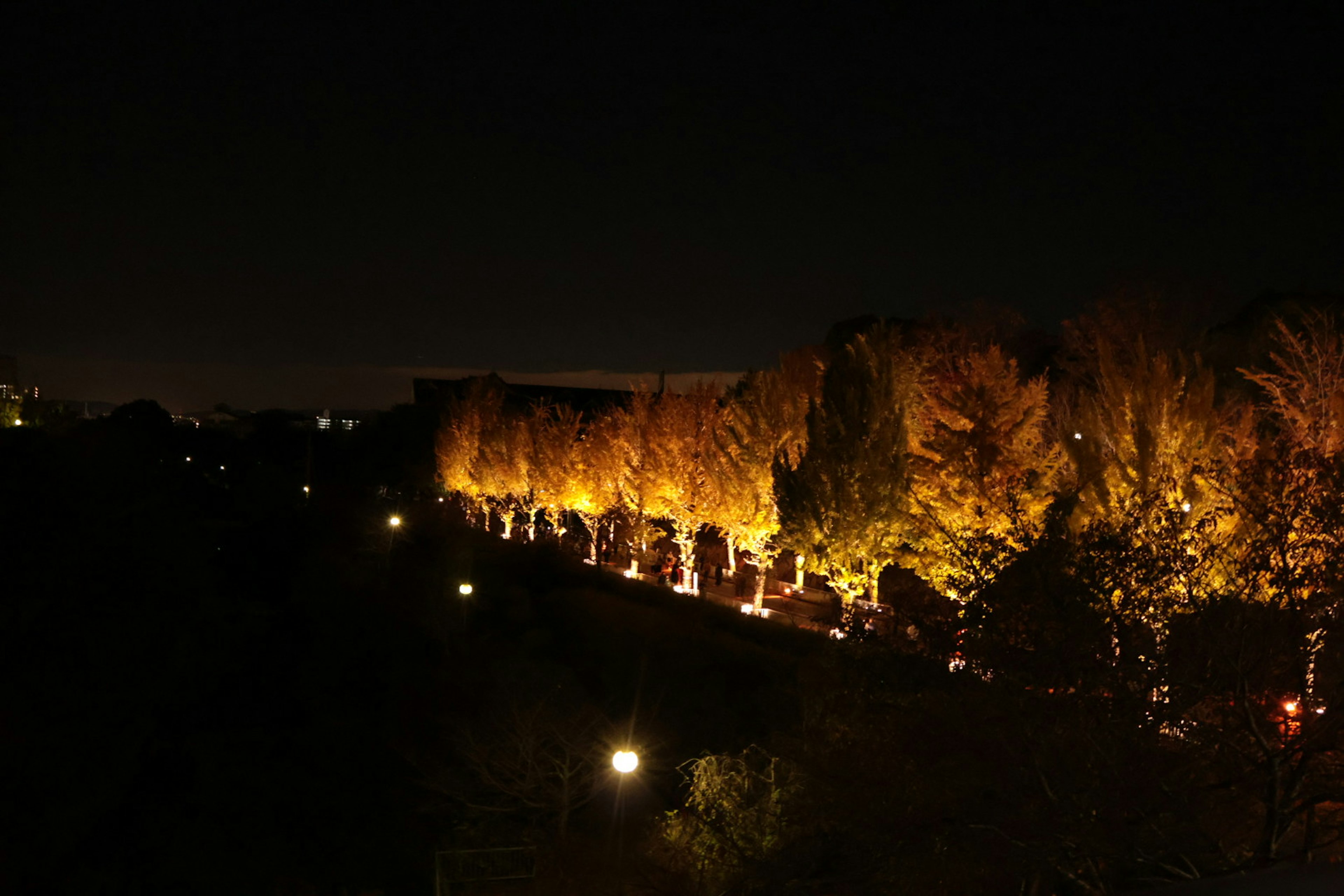 Vista notturna di alberi illuminati di giallo lungo un sentiero