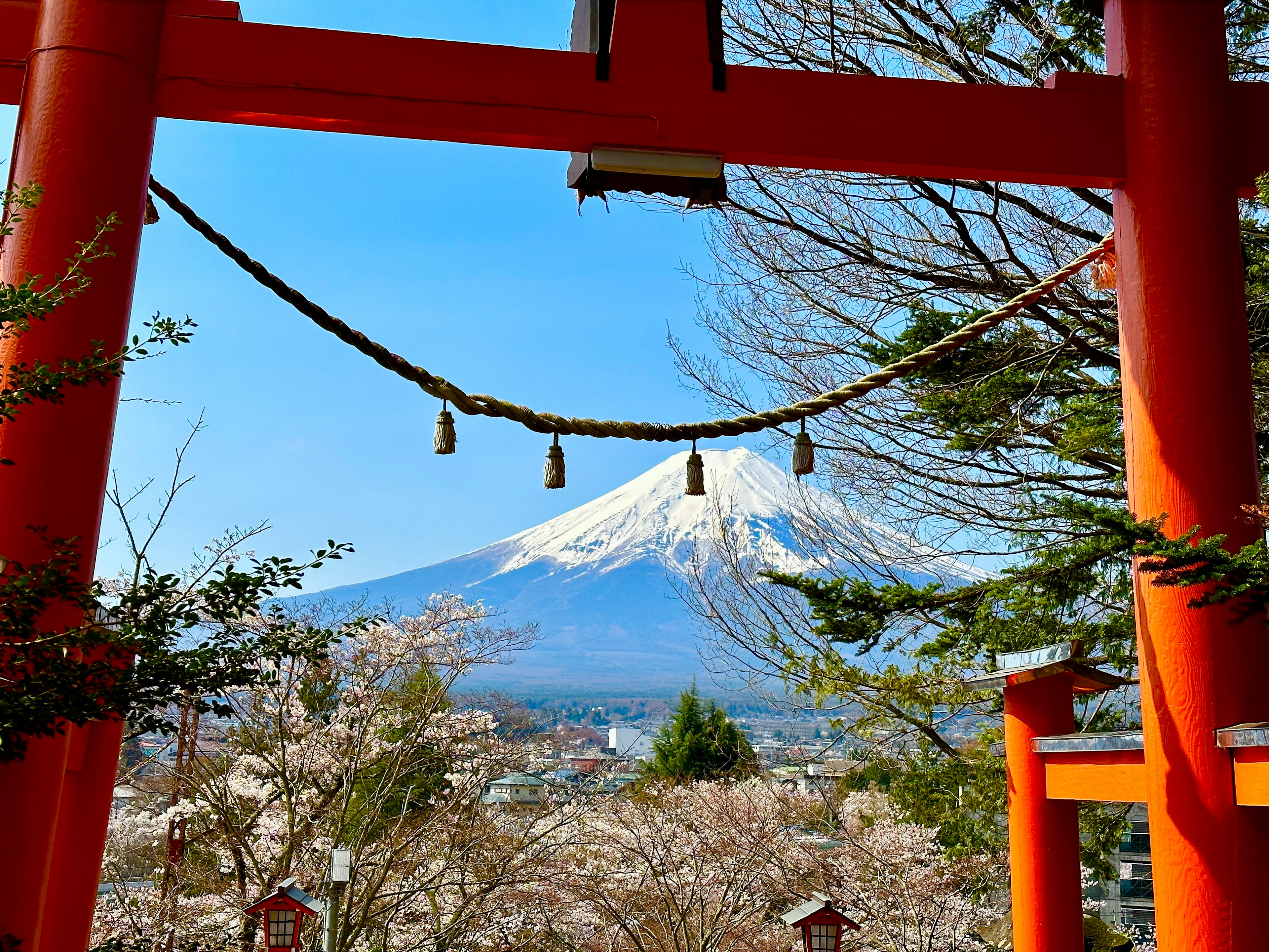 富士山を背景にした赤い鳥居と桜の風景