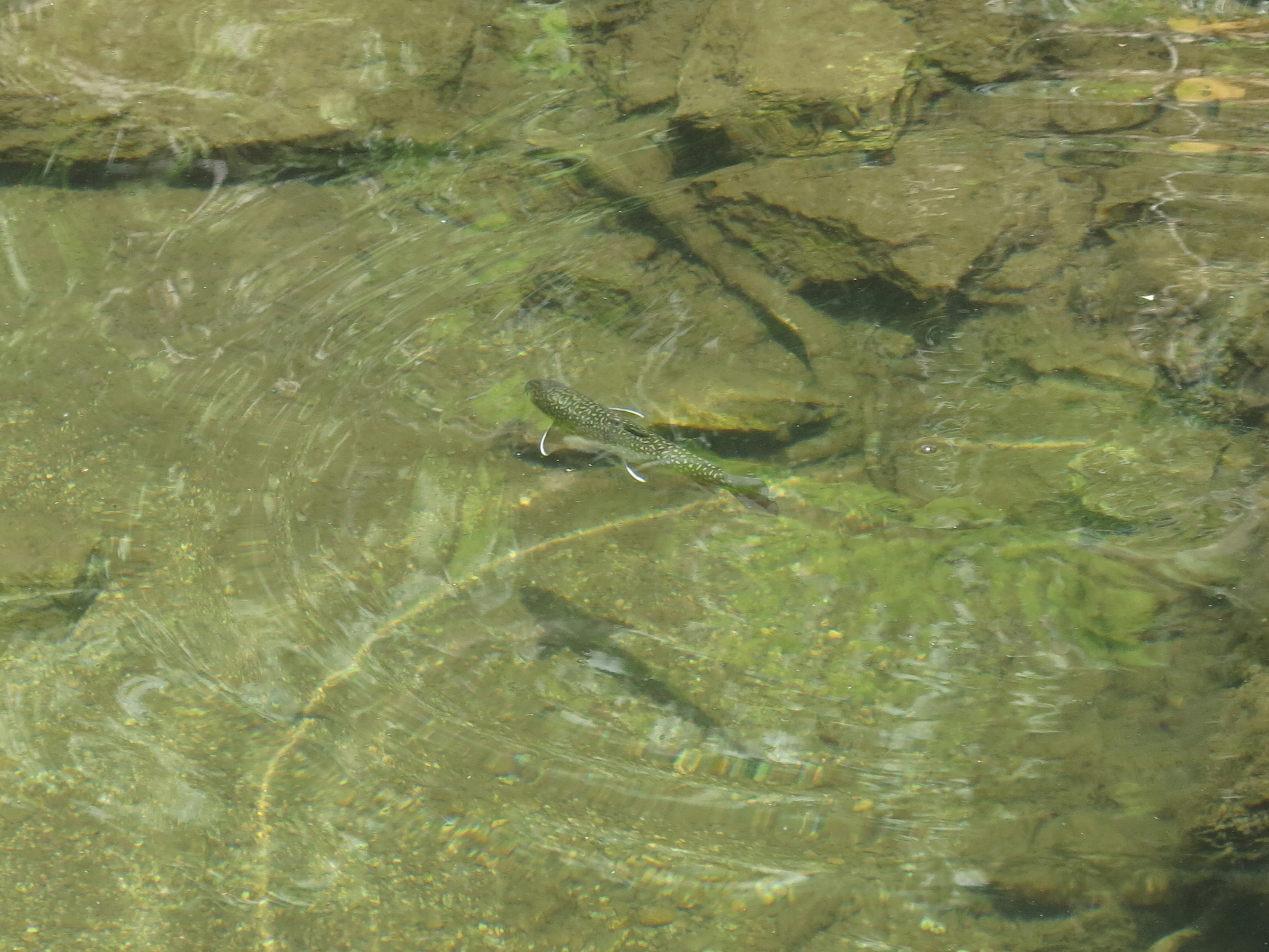 Agua clara con peces visibles nadando bajo la superficie