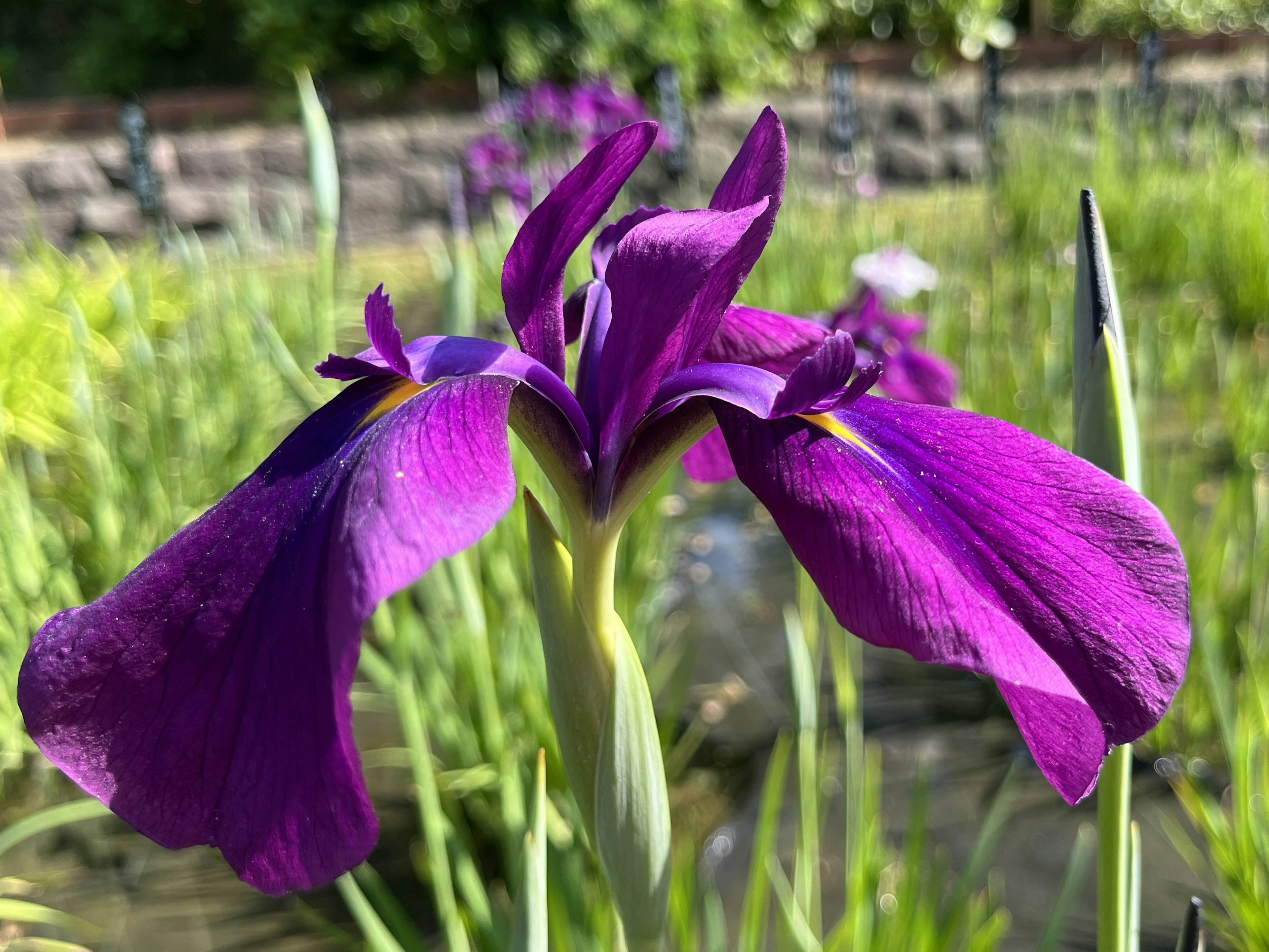 美しい紫色のアヤメの花が水辺で咲いている