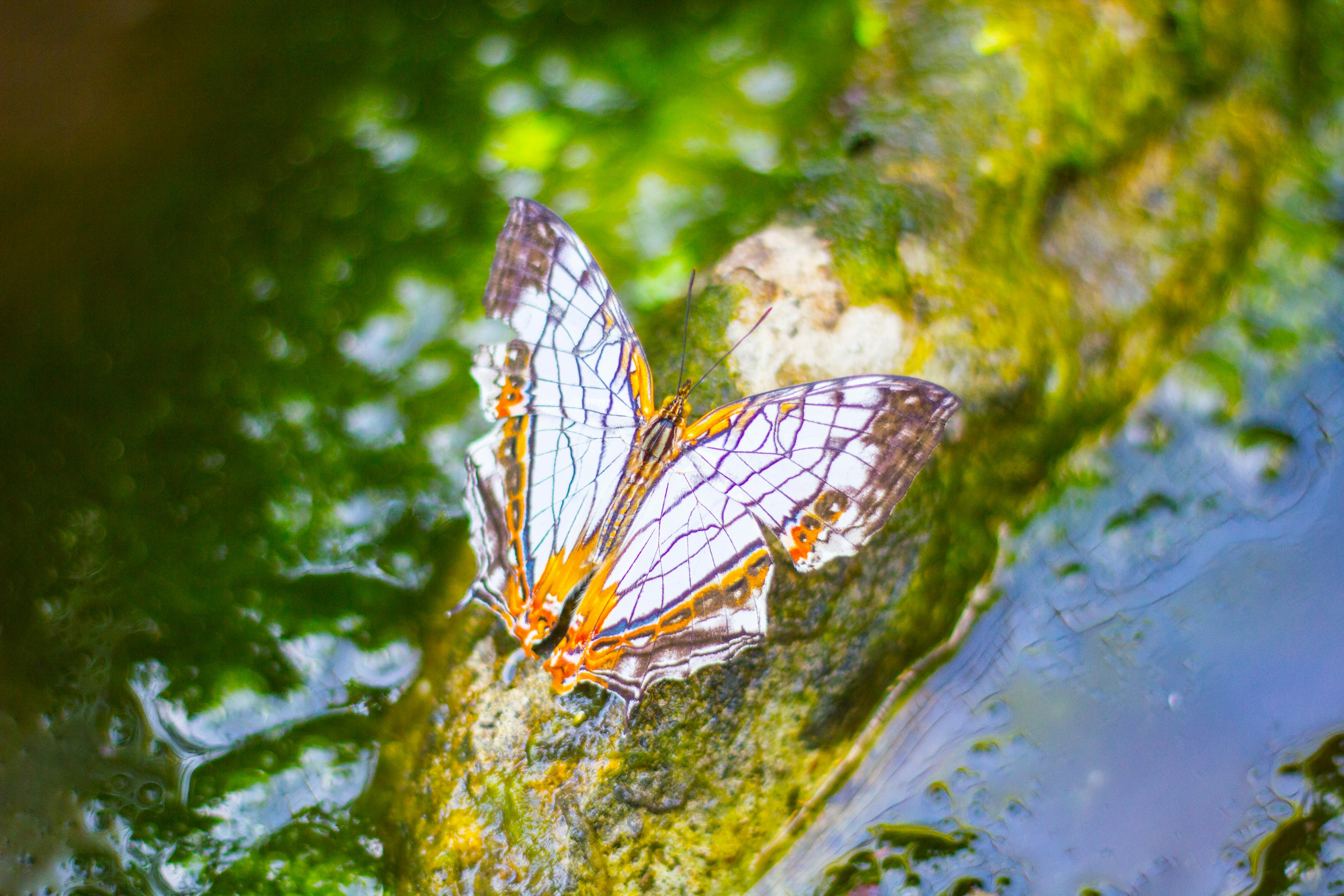 Una hermosa mariposa descansando junto al agua con alas naranjas y blancas