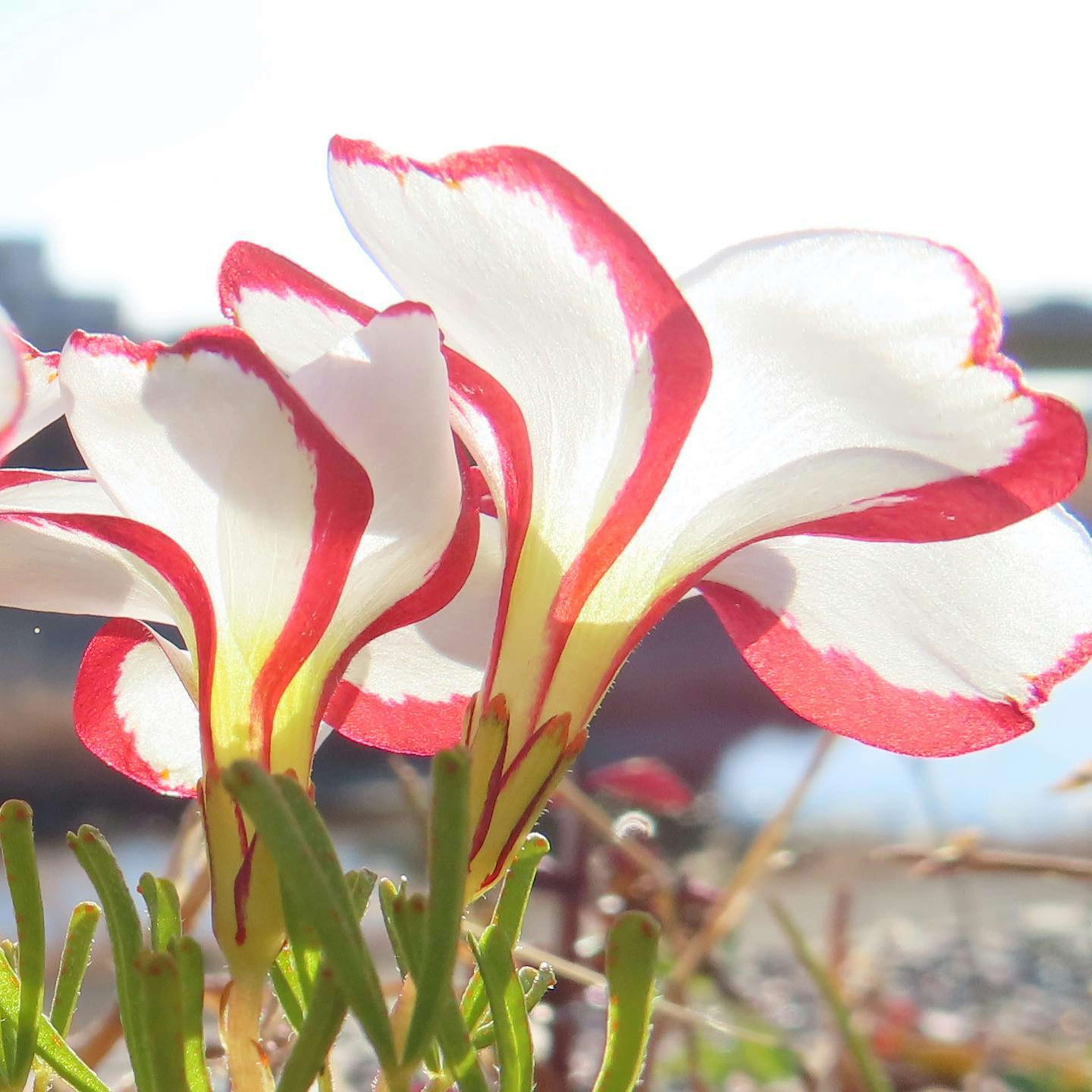 Gros plan de fleurs blanches avec des rayures rouges s'épanouissant au soleil