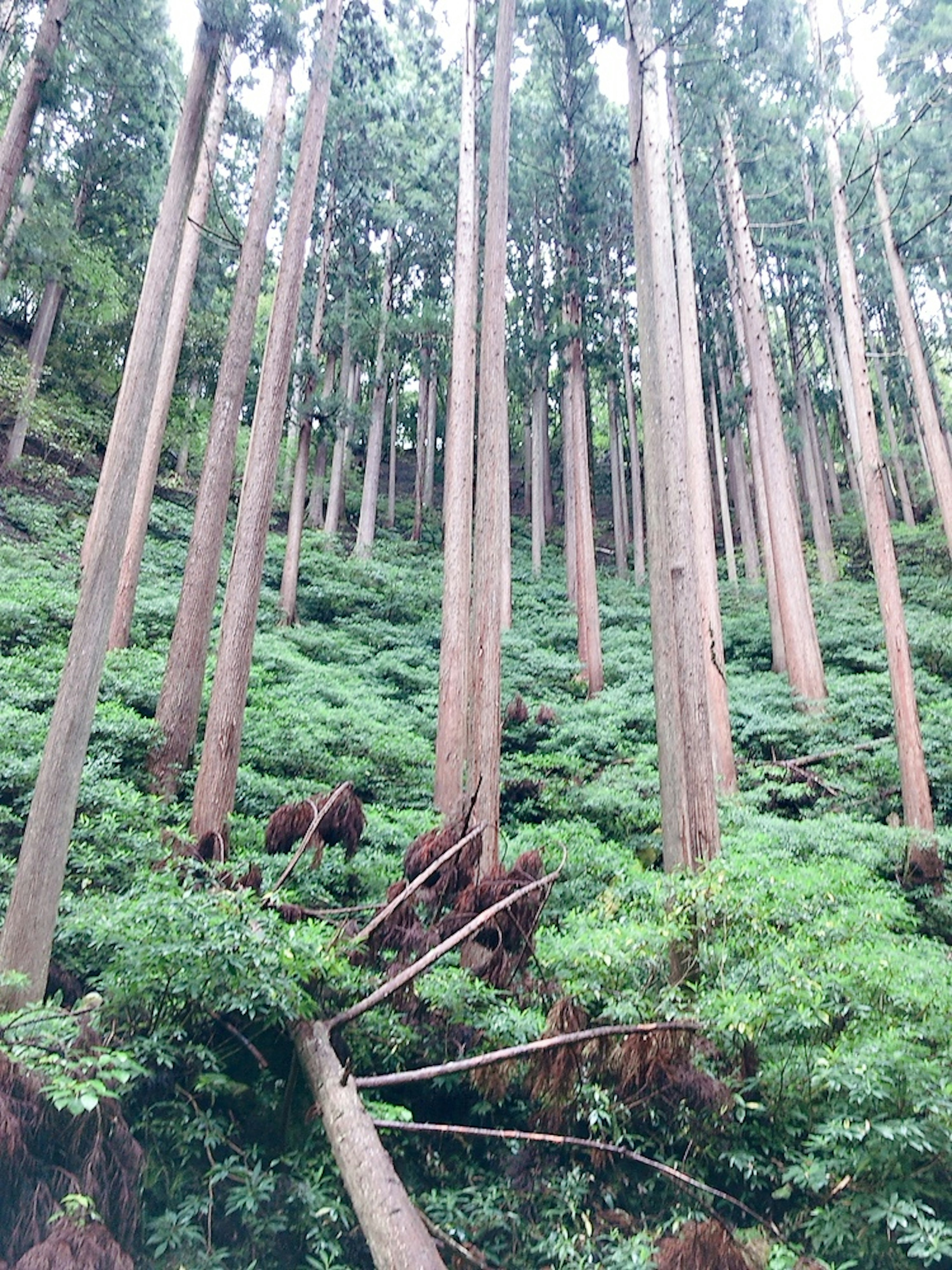 Pemandangan hutan dengan pohon cedar tinggi dedaunan hijau subur