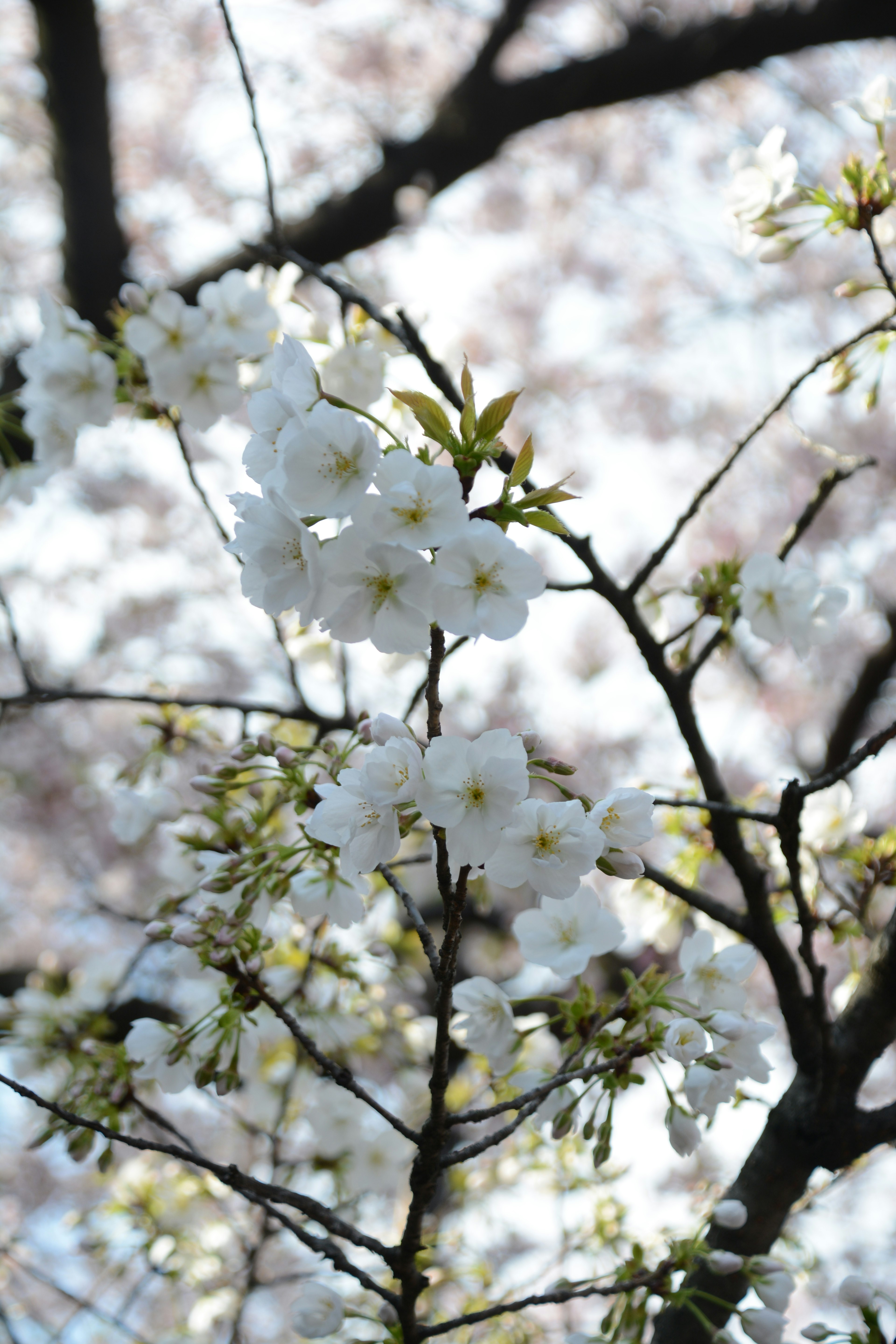 Close-up of white cherry blossom flowers on a branch