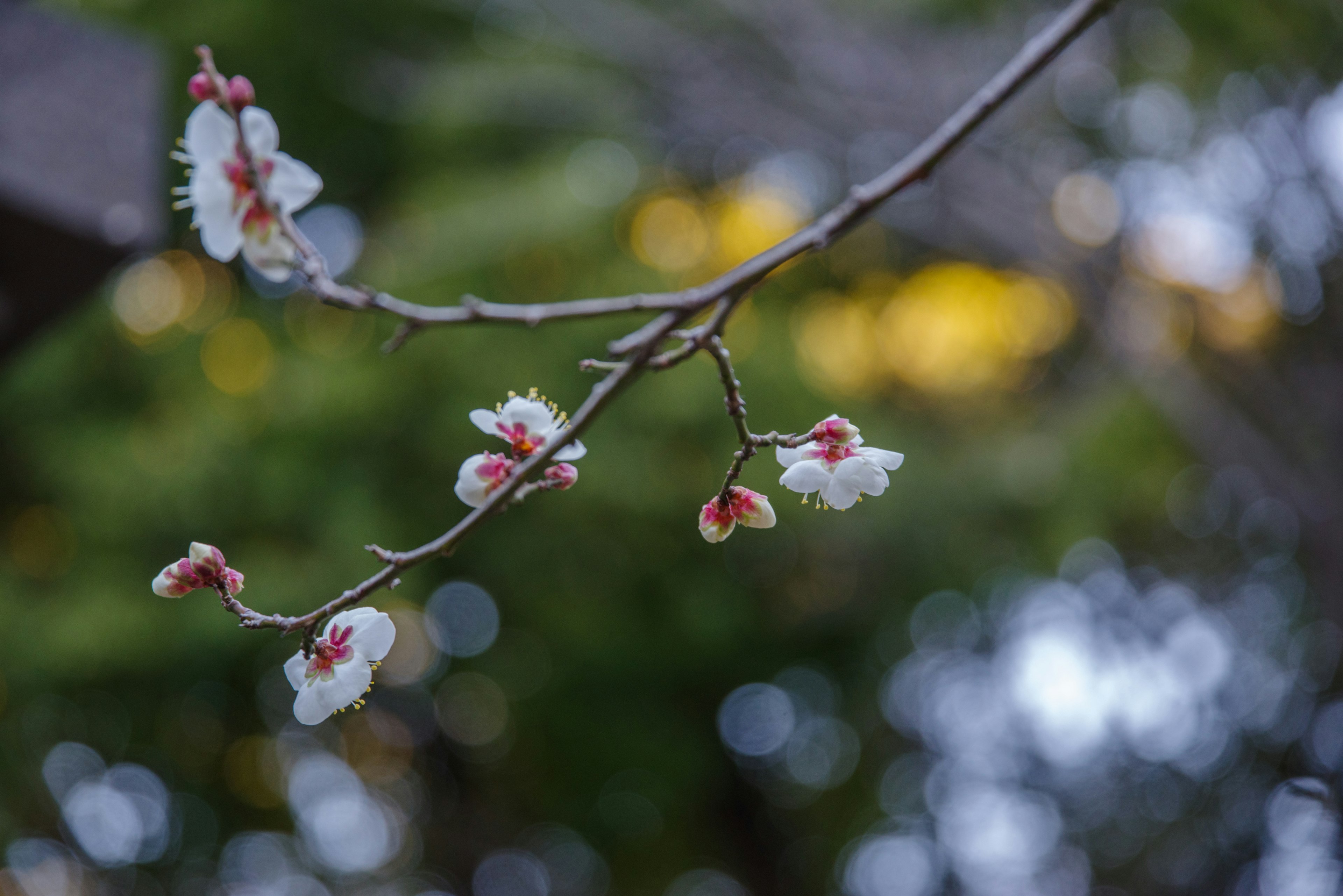 Zweig mit weißen Blumen und grünem Hintergrund