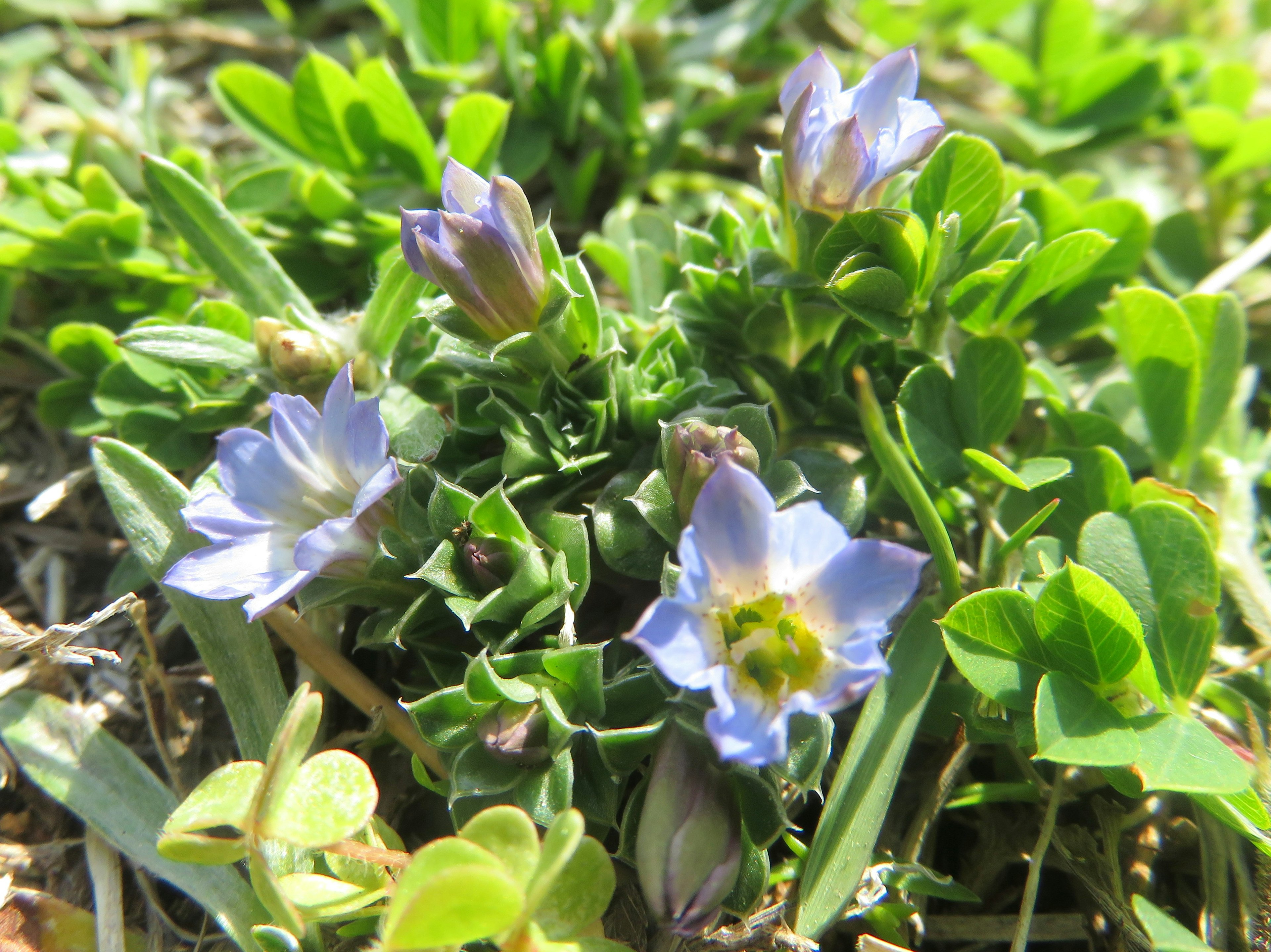 緑の草の中に咲く小さな青紫色の花々