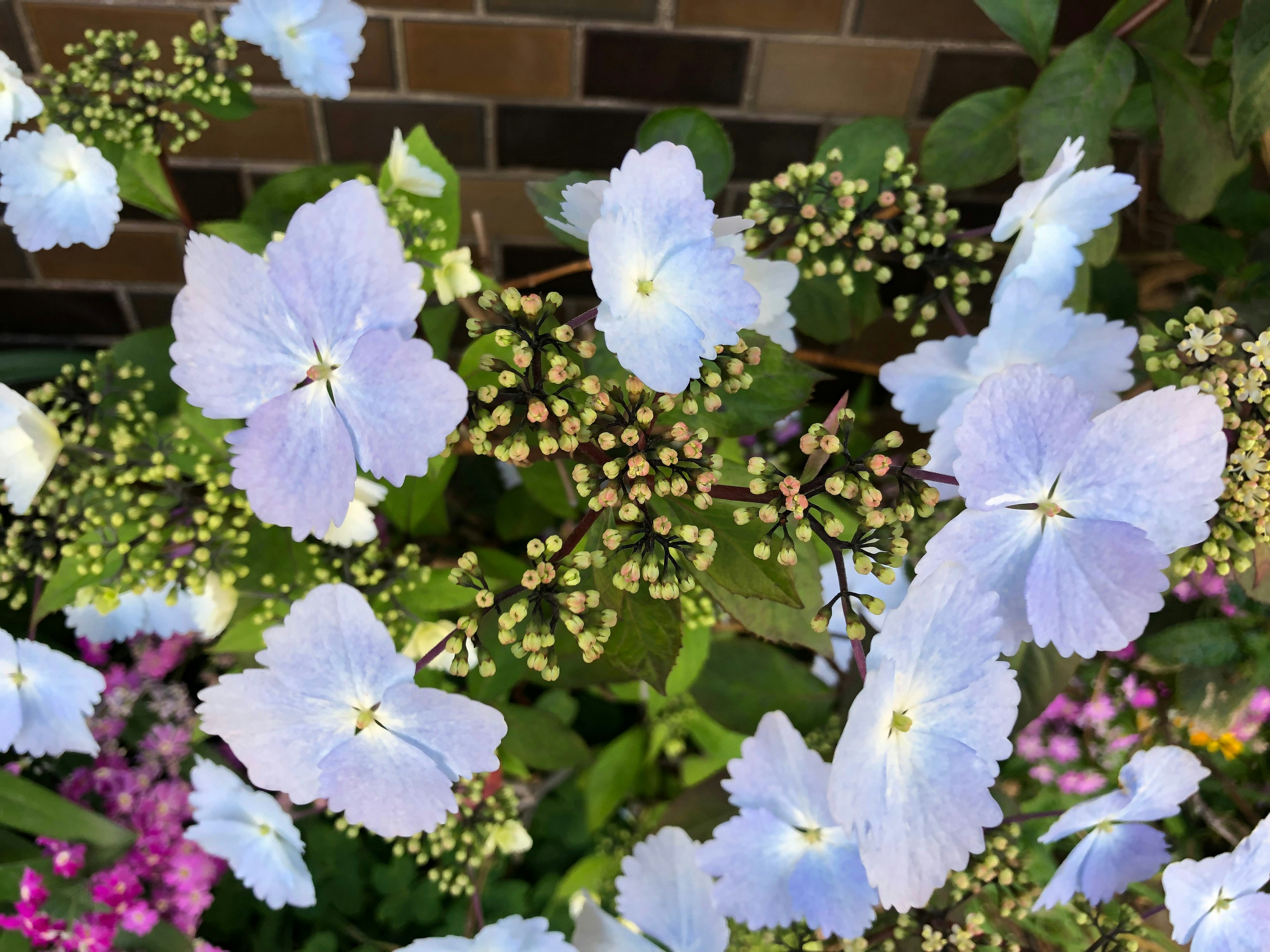 Blau-lila Blumen und Knospen in einem Garten