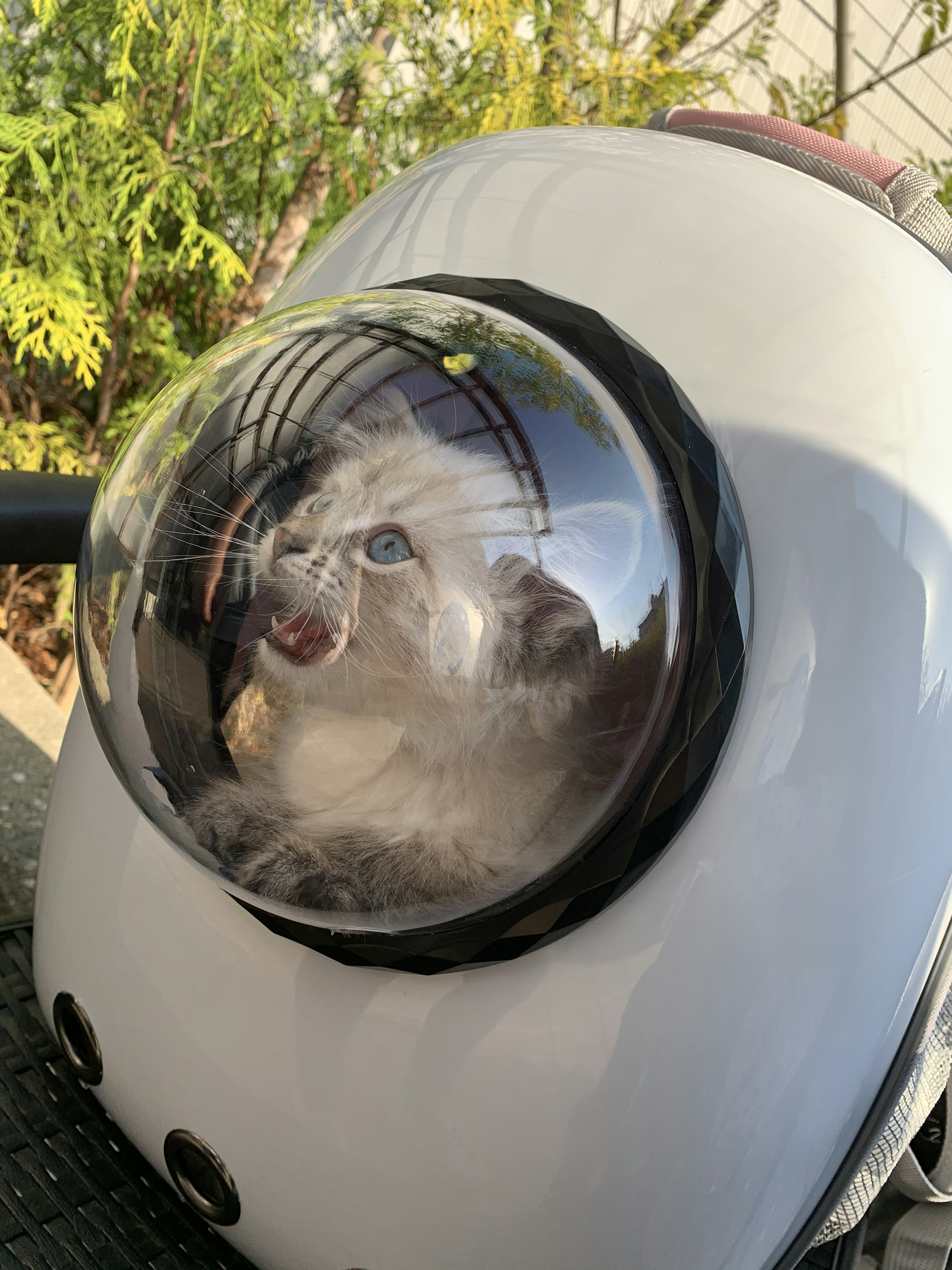 Cat inside a space-themed pet carrier with a transparent dome