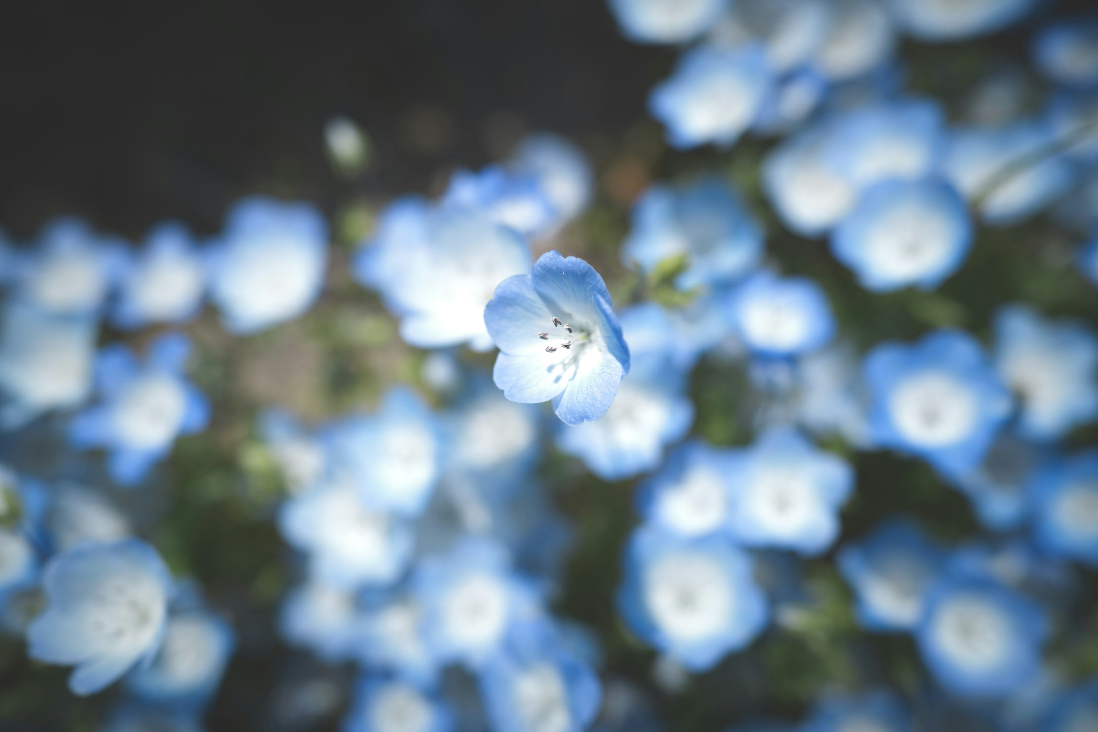 Close-up bunga biru yang mekar lebat