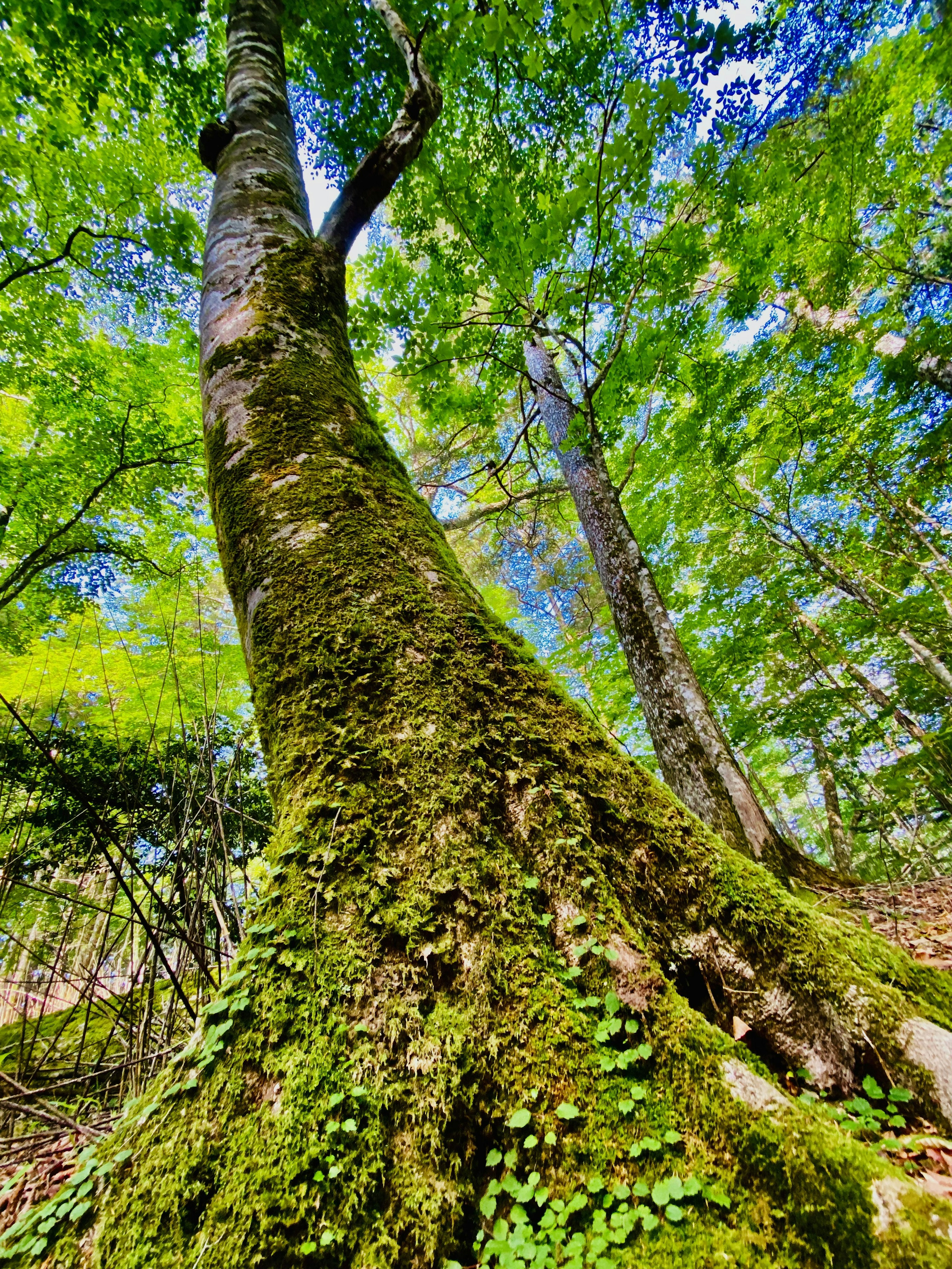 Tronco de árbol grande cubierto de musgo con hojas verdes exuberantes