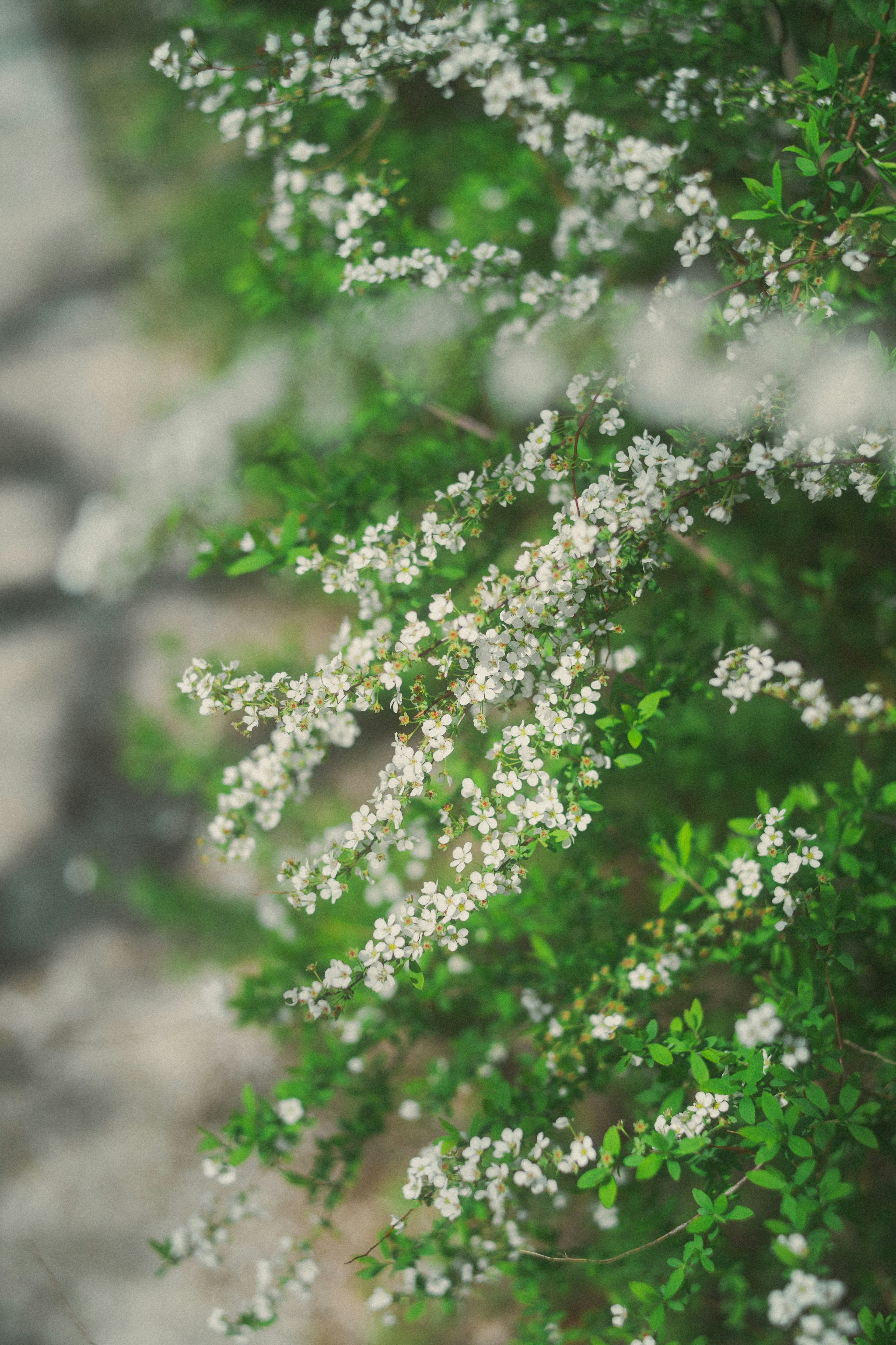 緑の葉に覆われた小さな白い花が咲く植物のクローズアップ