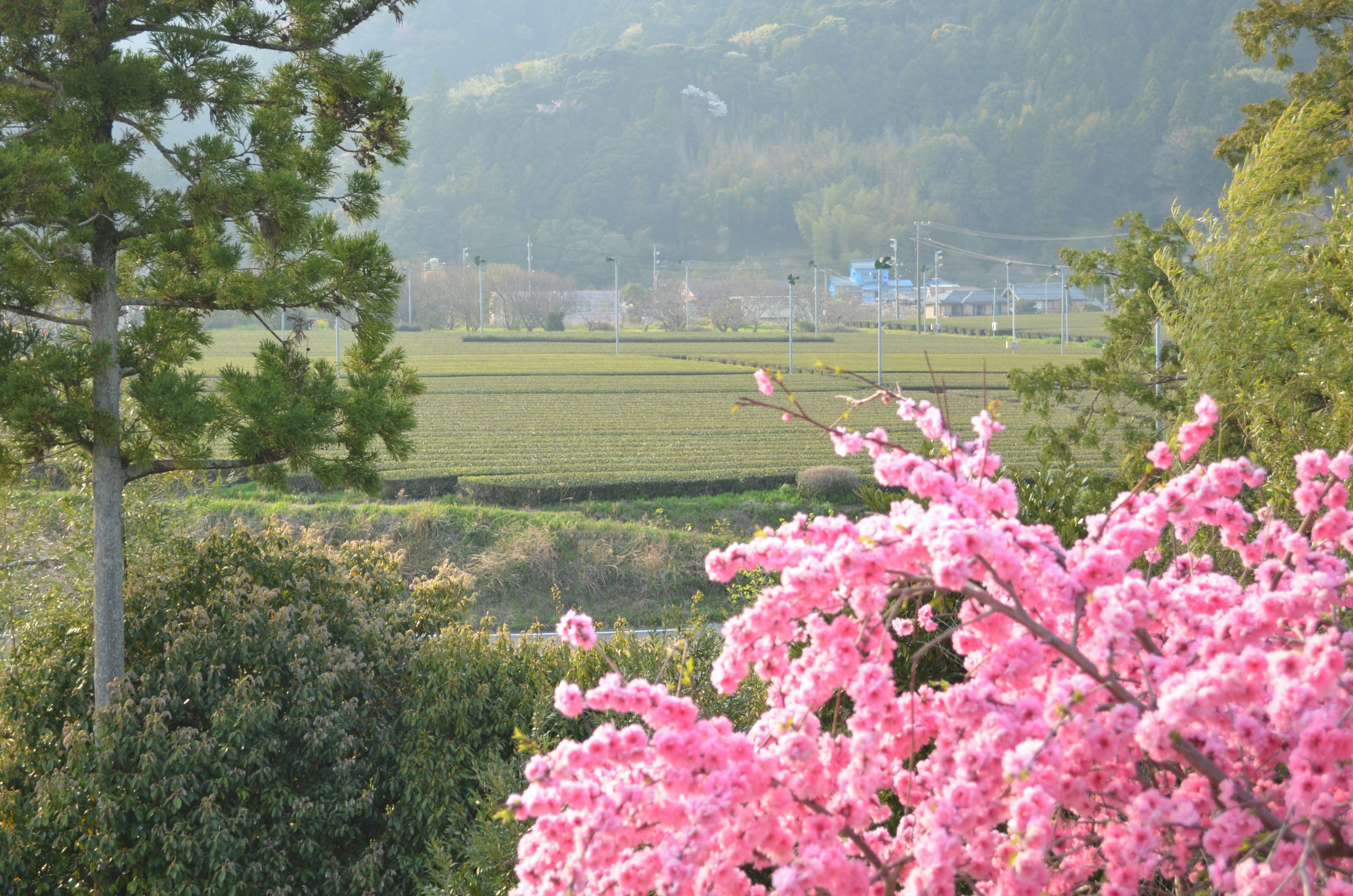 Vista di un albero in fiore rosa con campi verdi sullo sfondo