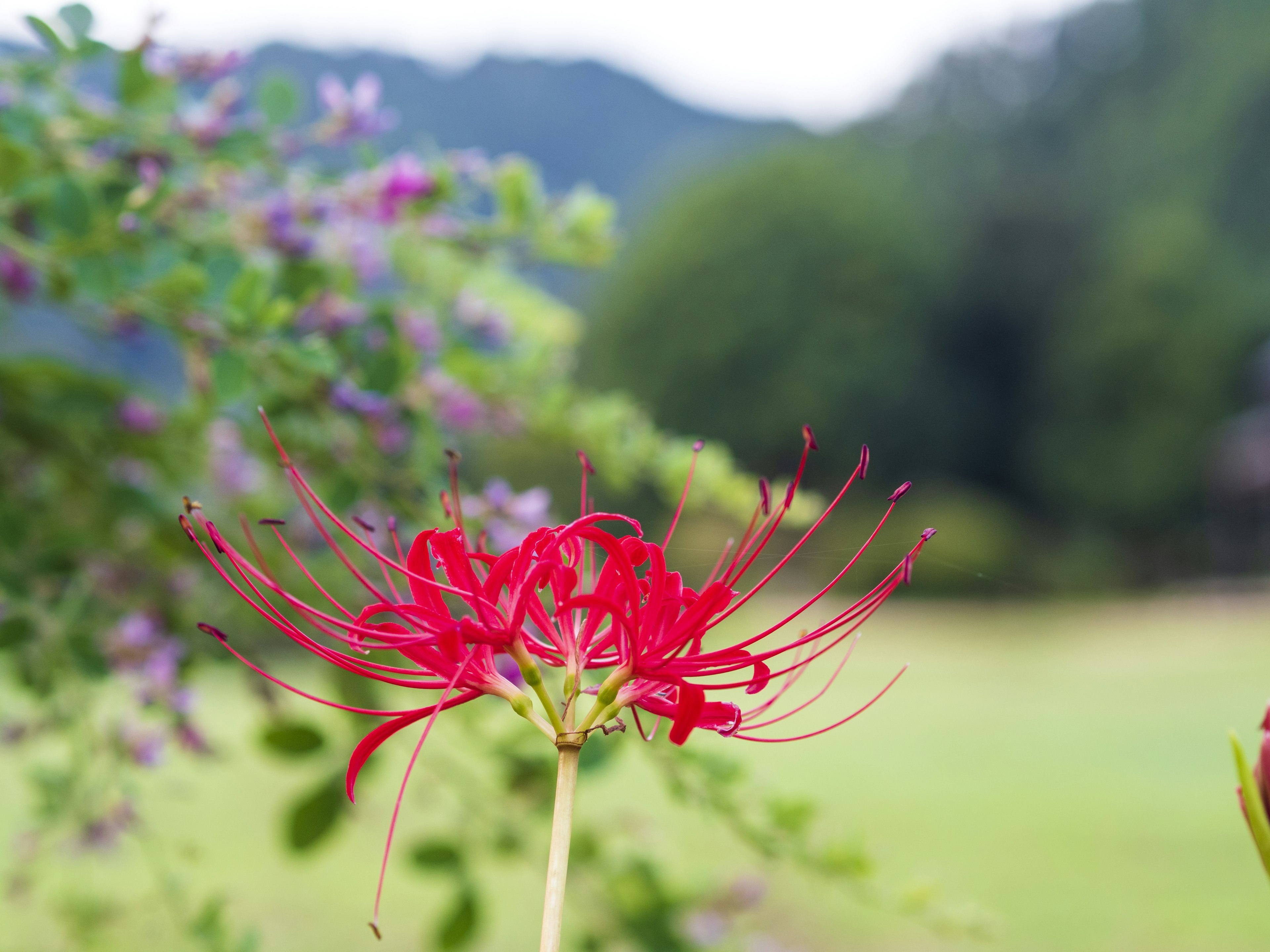 Red spider lily in a green landscape with blurred background