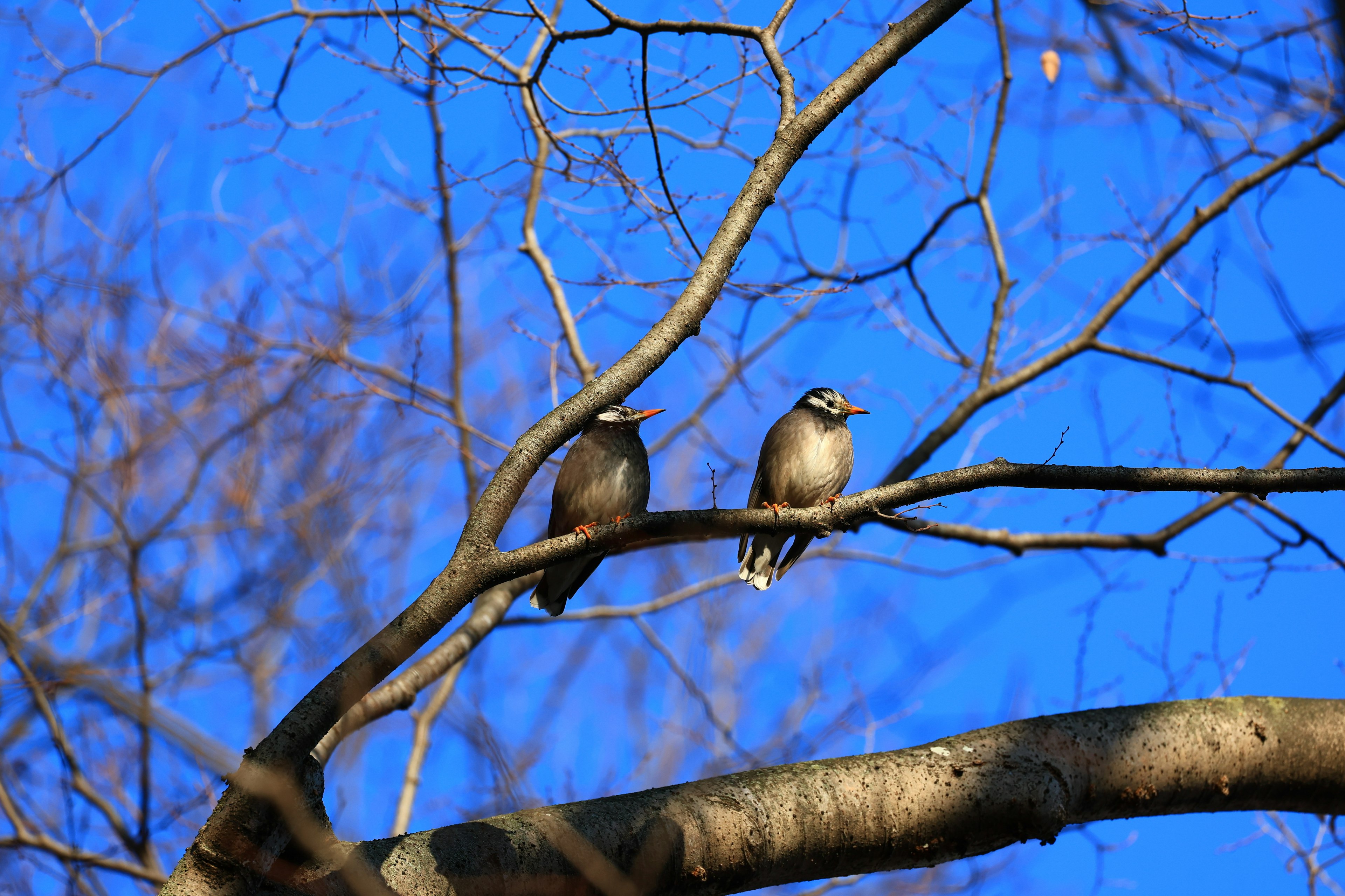 Deux oiseaux perchés sur une branche sous un ciel bleu