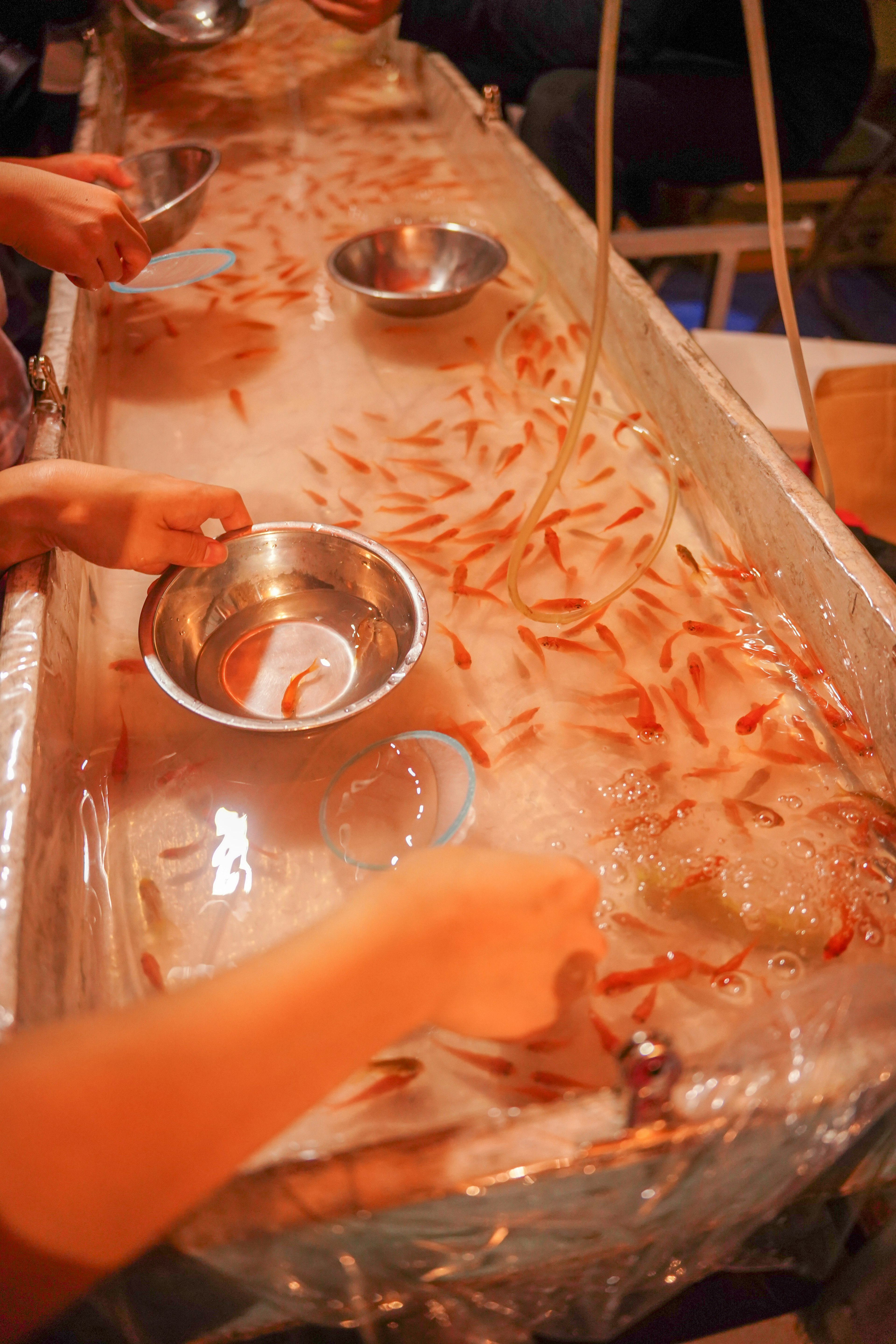 Menschen fangen Goldfische aus einem Tank