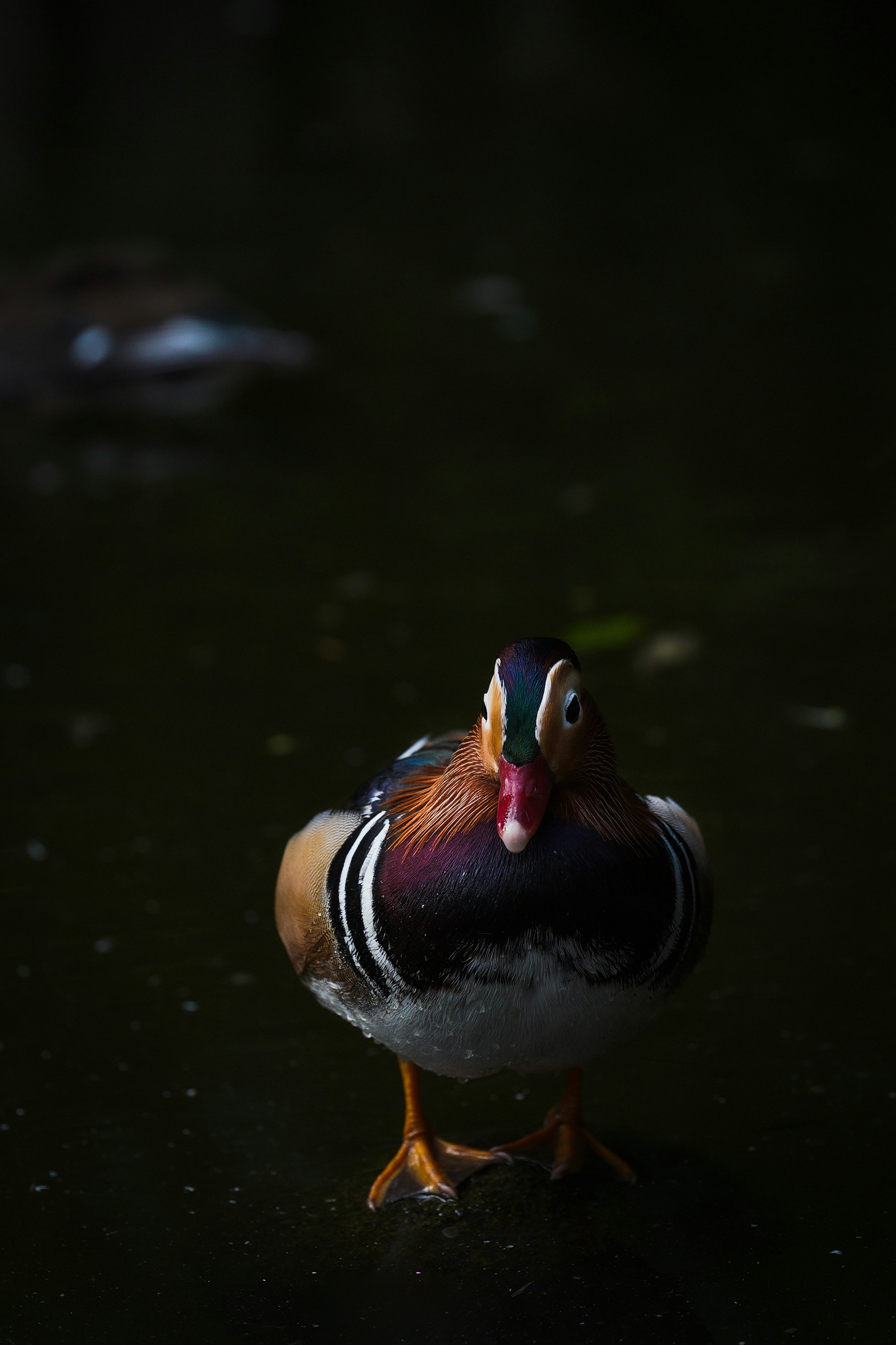 Canard mandarin mâle se tenant sur l'eau sombre