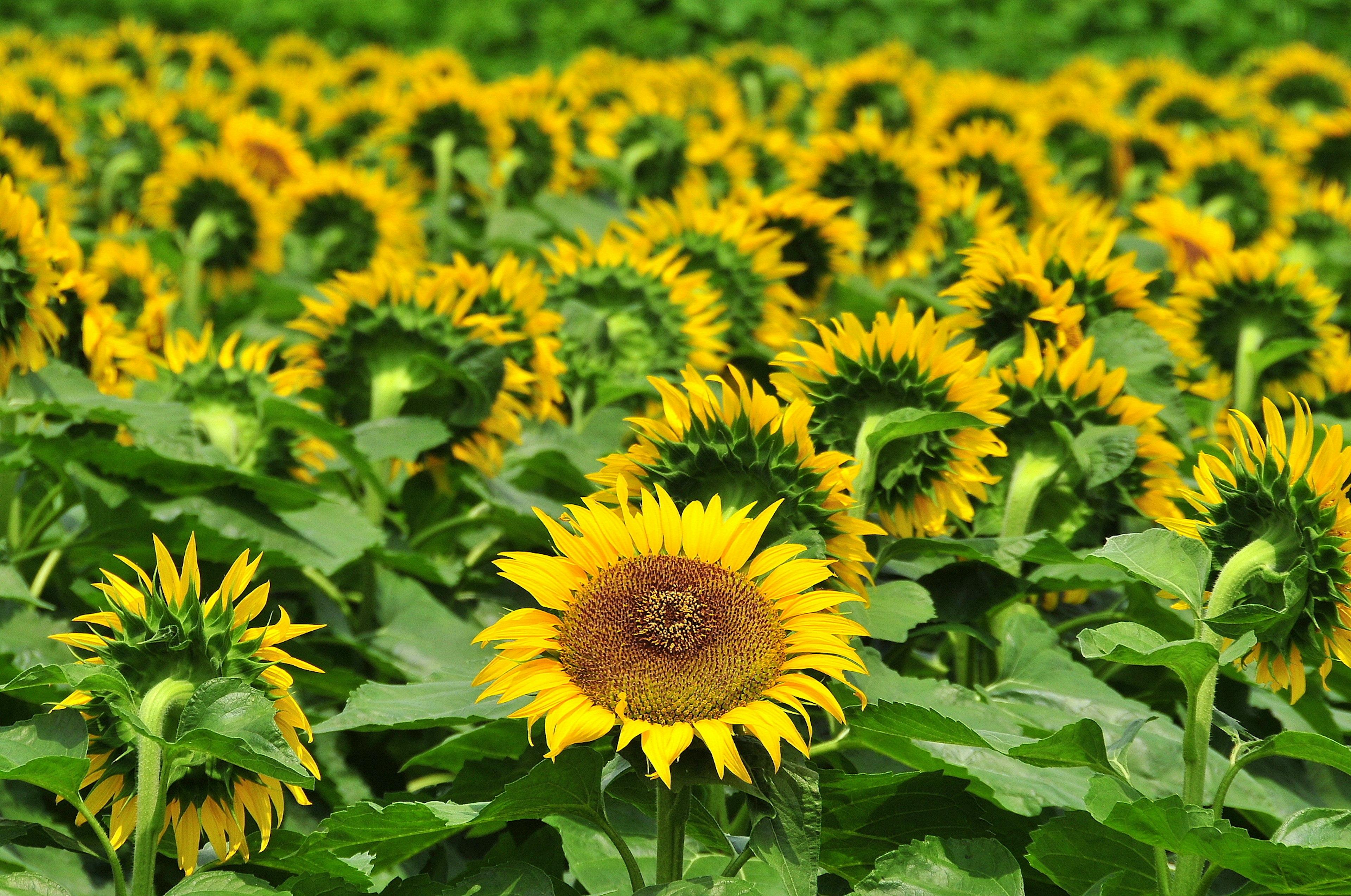 Expansive sunflower field surrounded by green leaves and vibrant yellow sunflowers