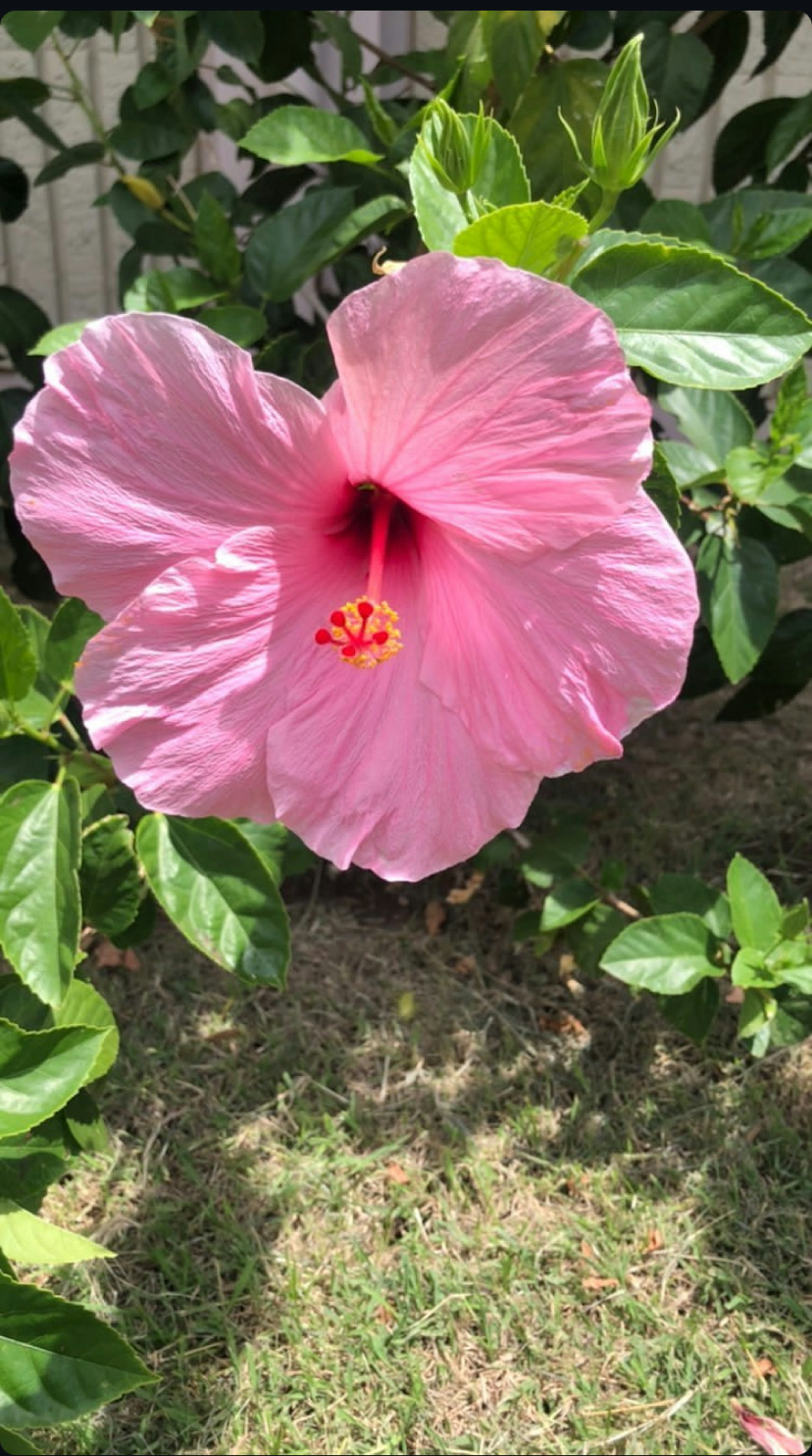 Lebhafte rosa Hibiskusblüte umgeben von grünen Blättern