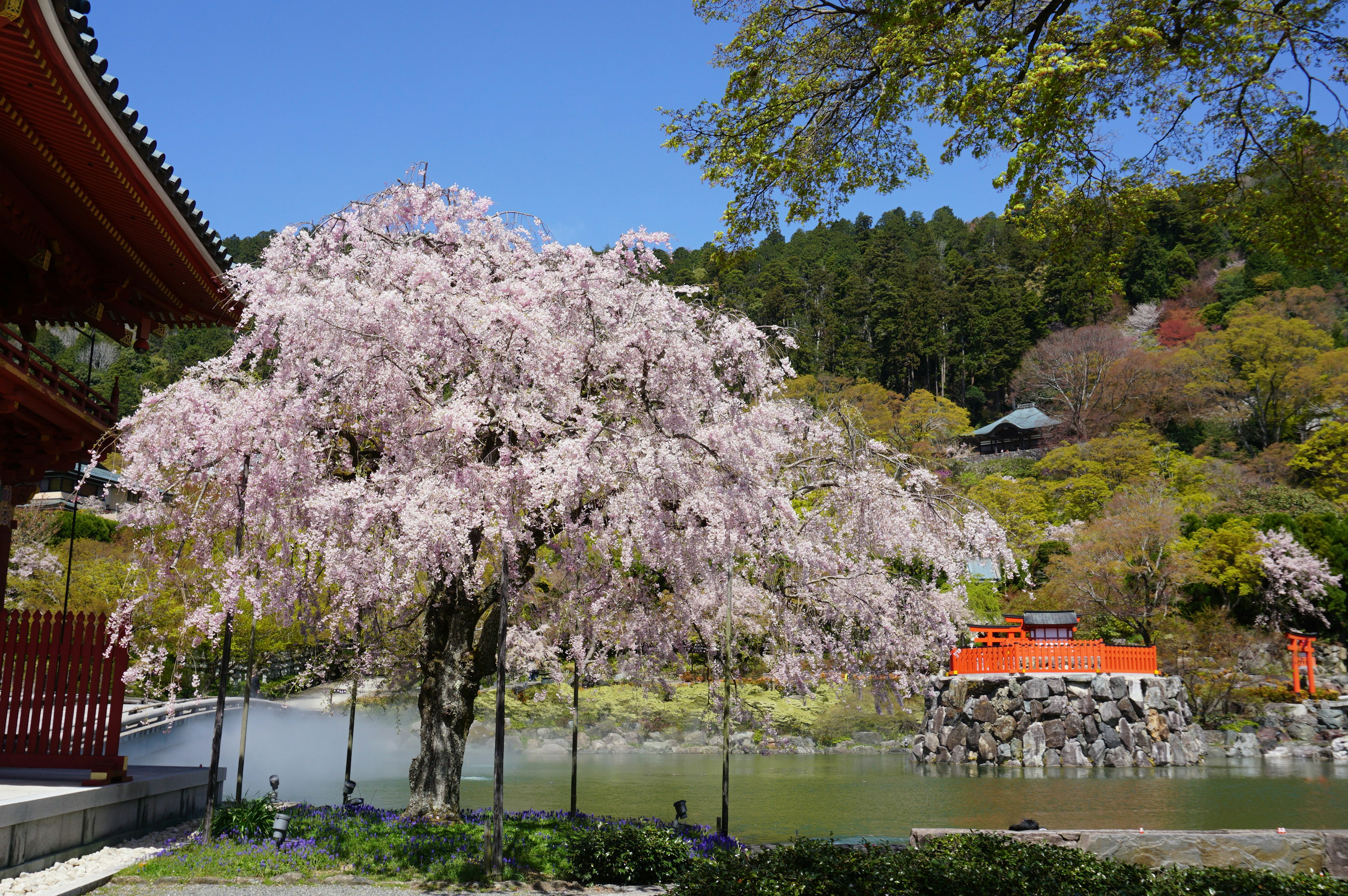 Un hermoso árbol de cerezo se encuentra junto a un estanque en un paisaje japonés