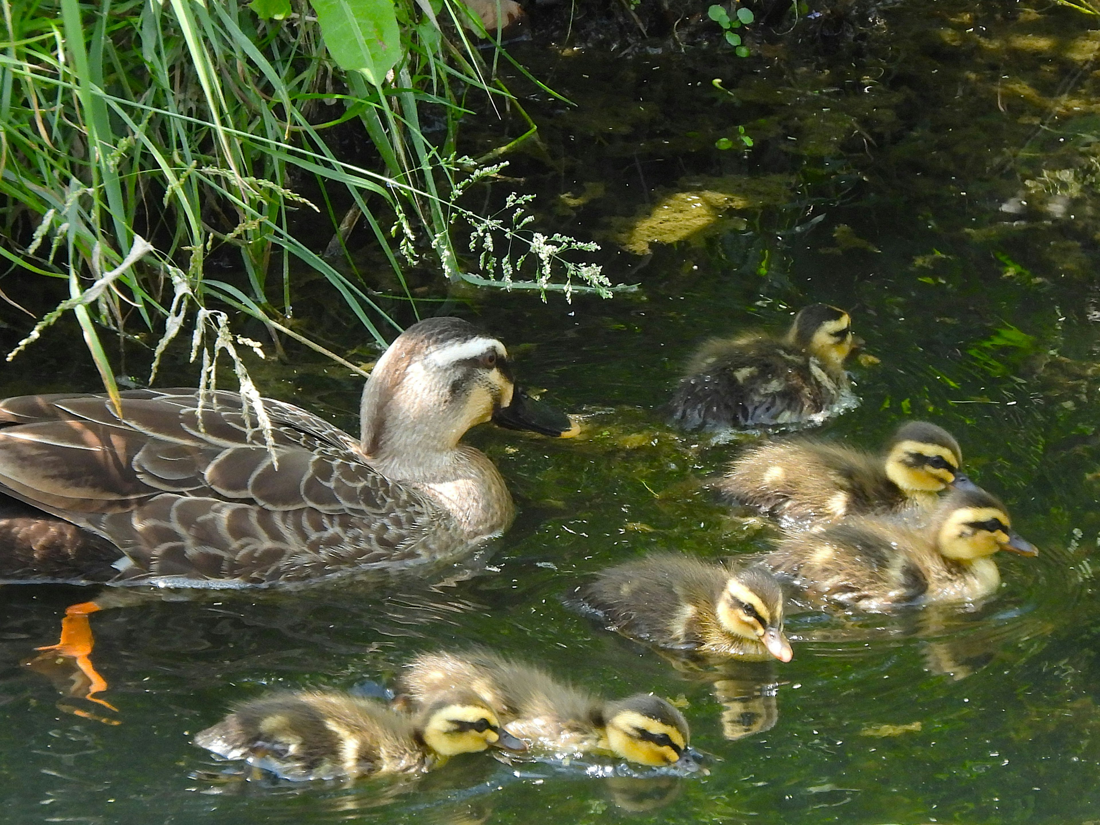 Induk bebek berenang bersama anak-anak bebeknya di kolam