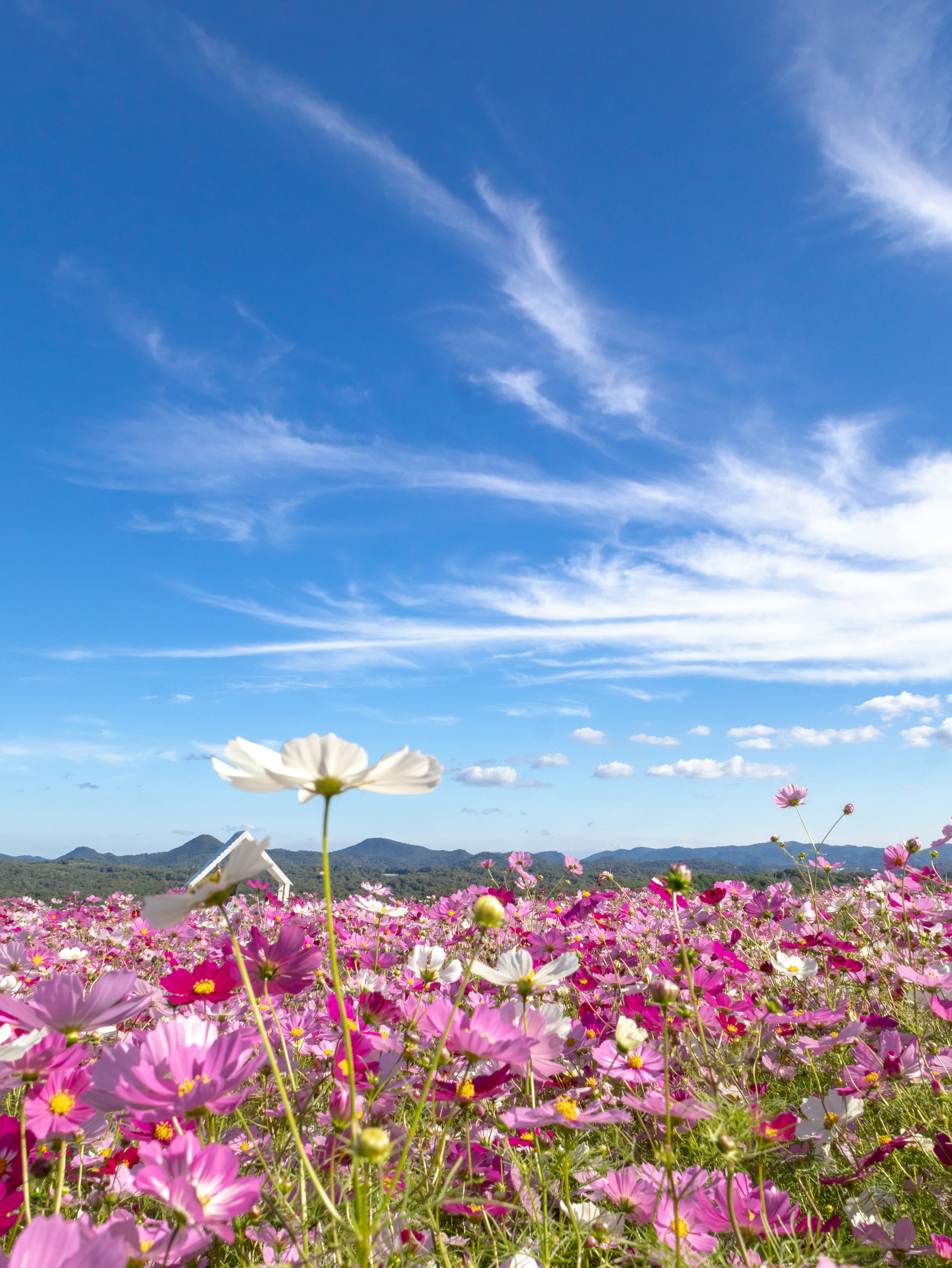 Campo de flores rosas vibrantes bajo un cielo azul brillante con nubes delgadas