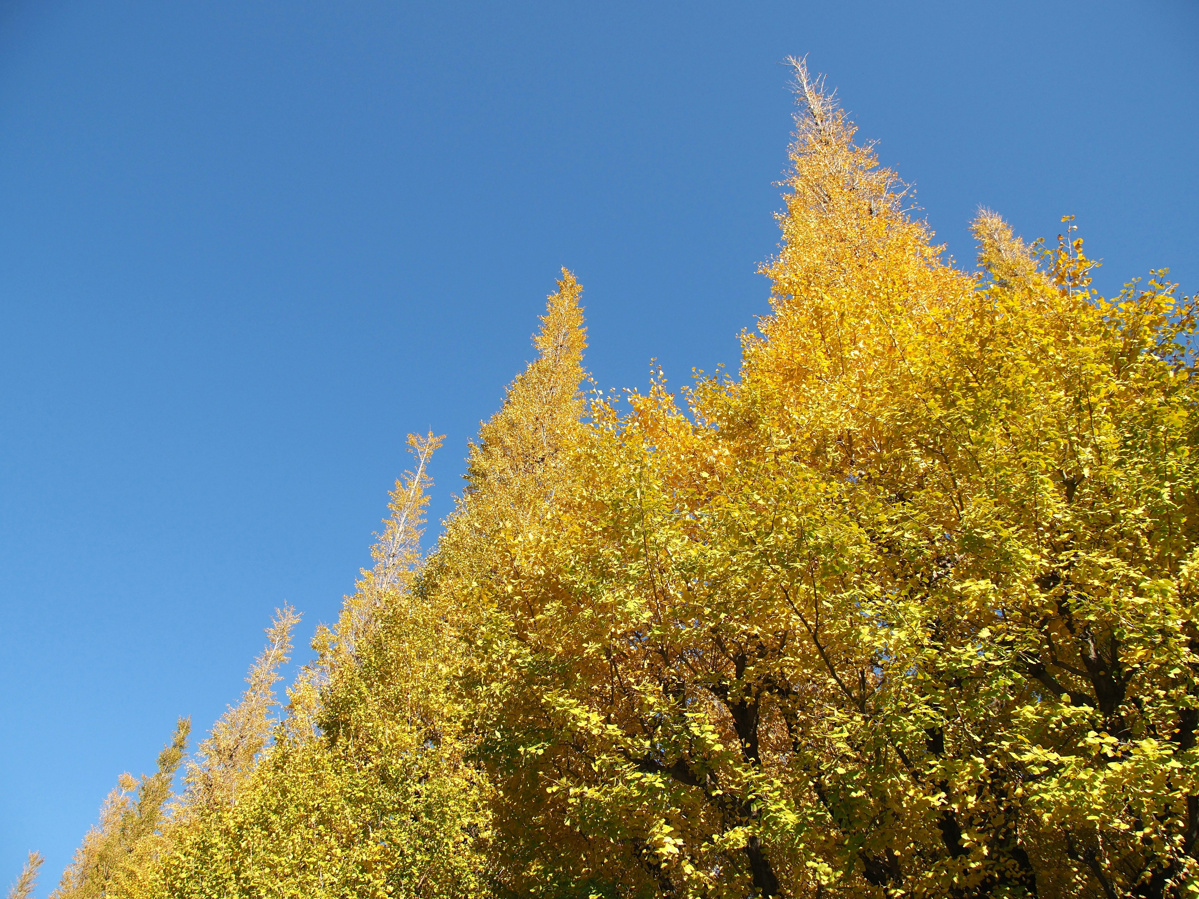 Grupo de árboles con hojas doradas bajo un cielo azul