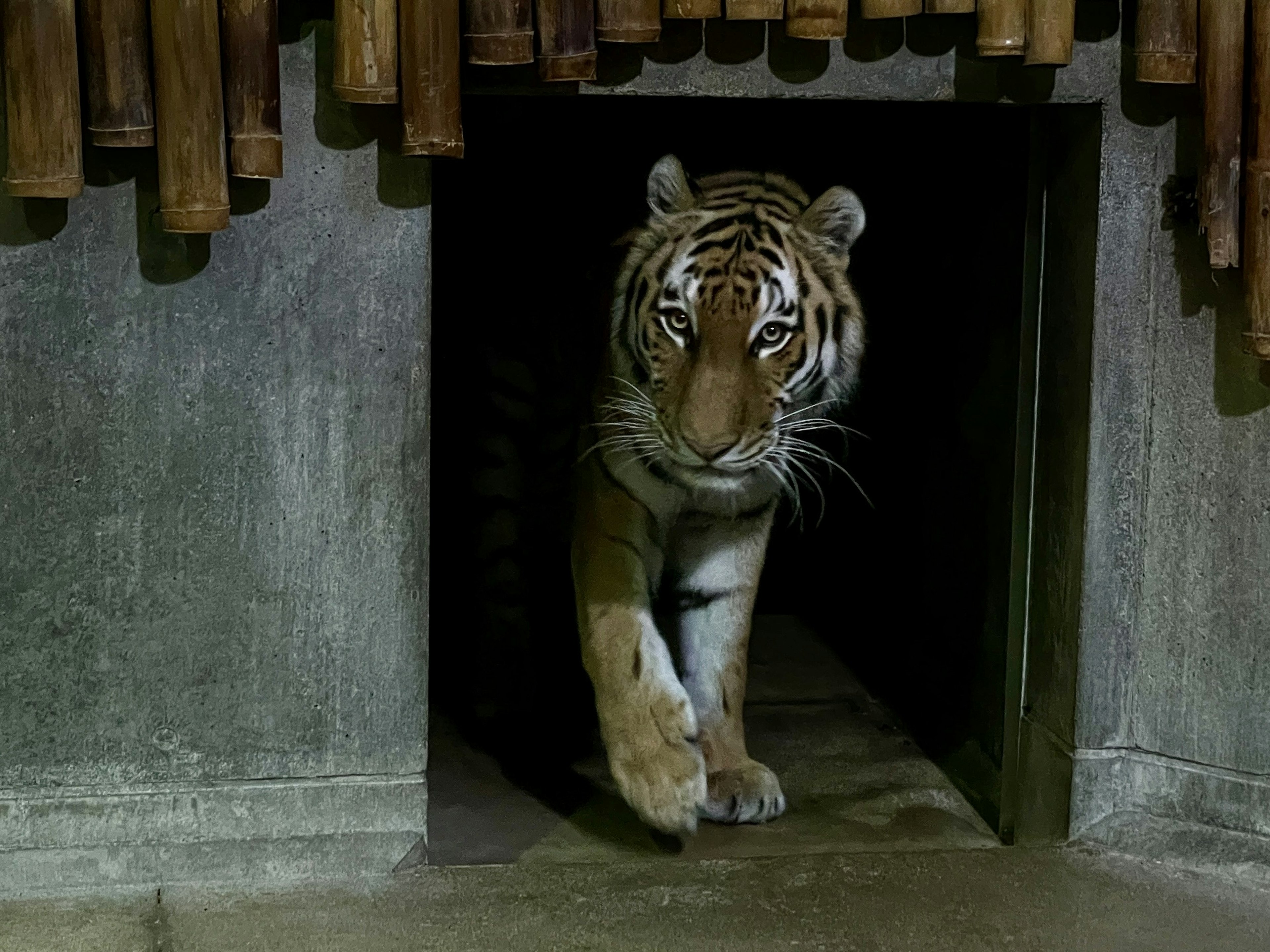 A tiger emerging from a dark tunnel