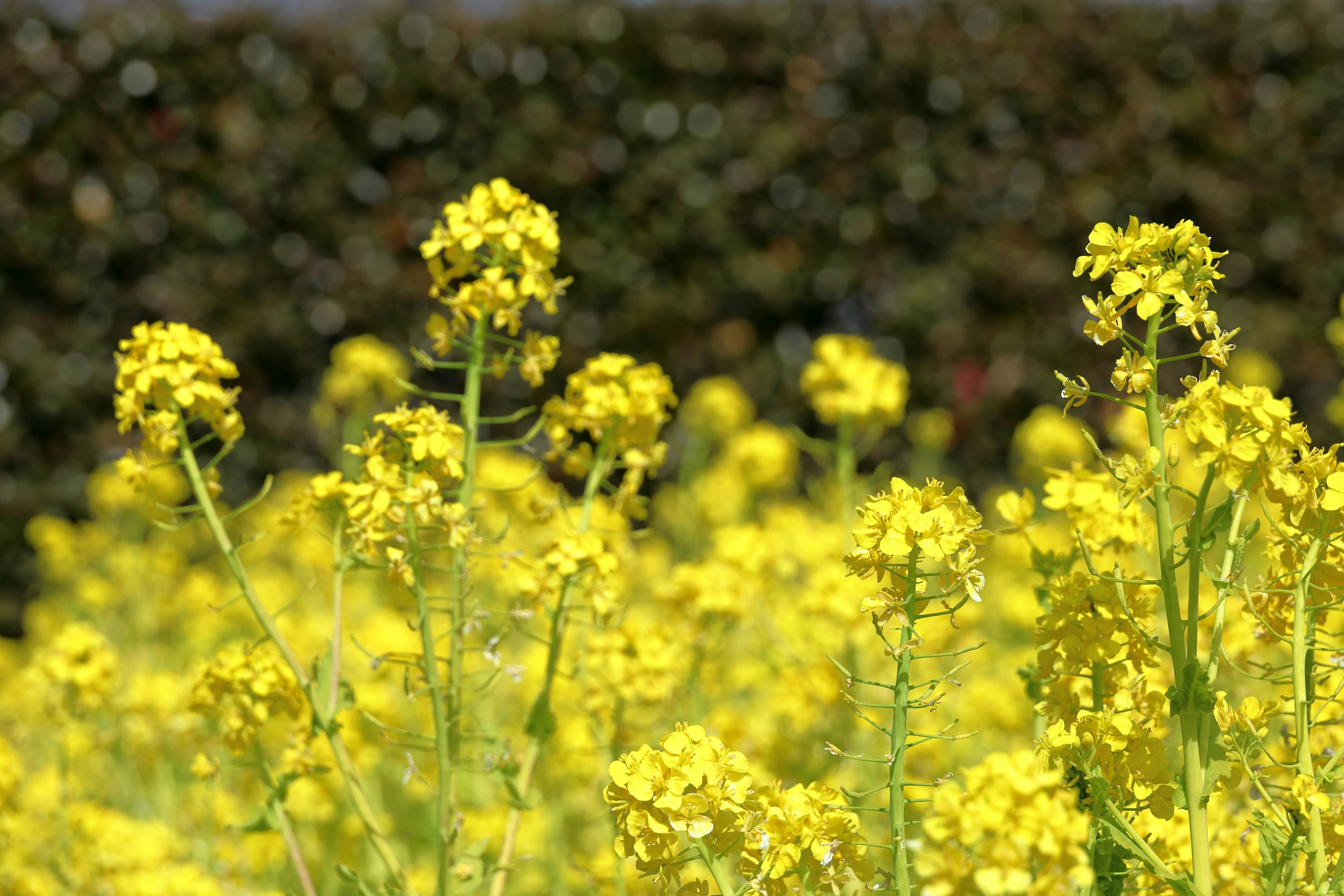 Feld mit blühenden gelben Rapsblumen