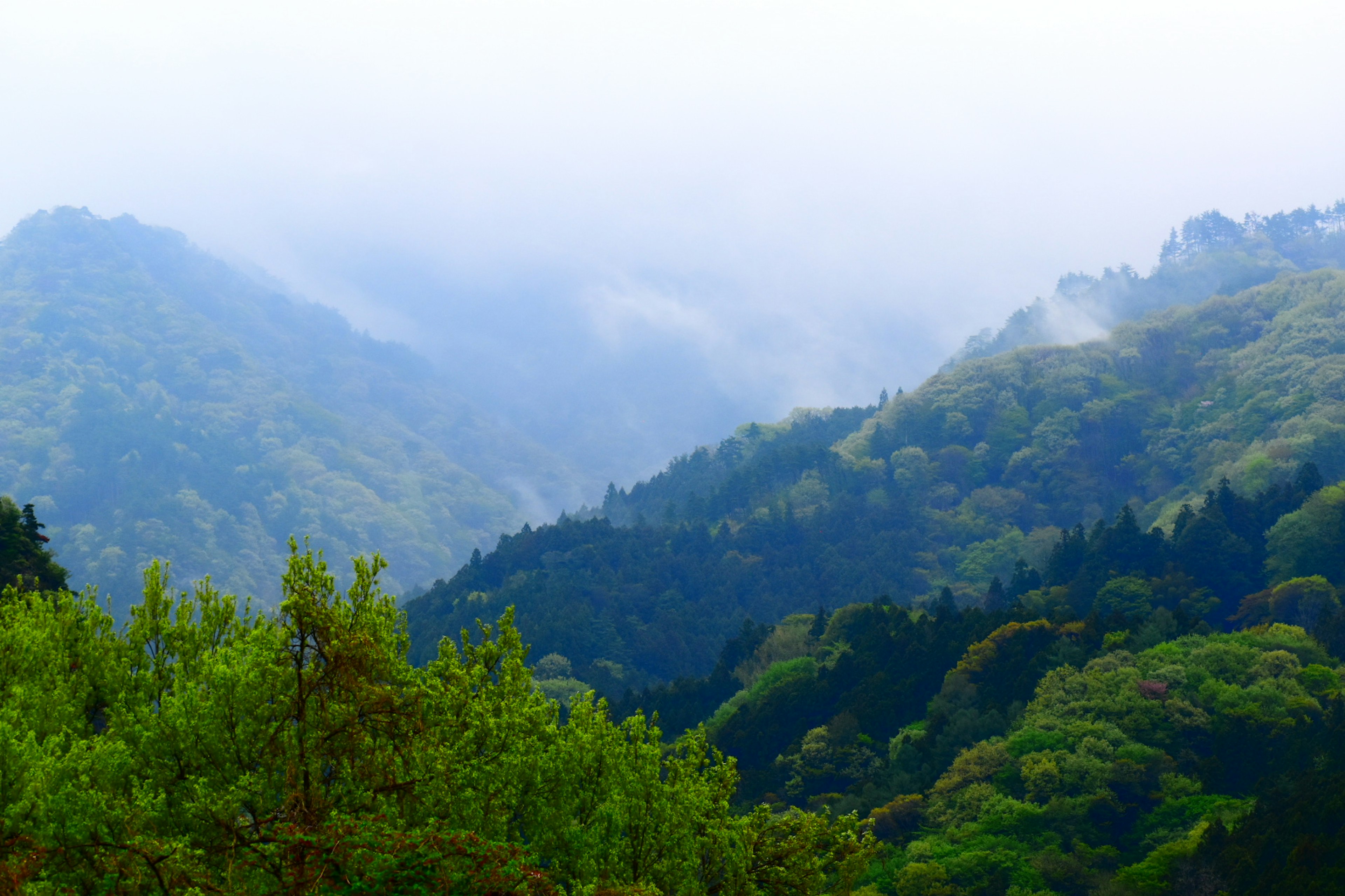 Gunung berkabut dengan hutan lebat