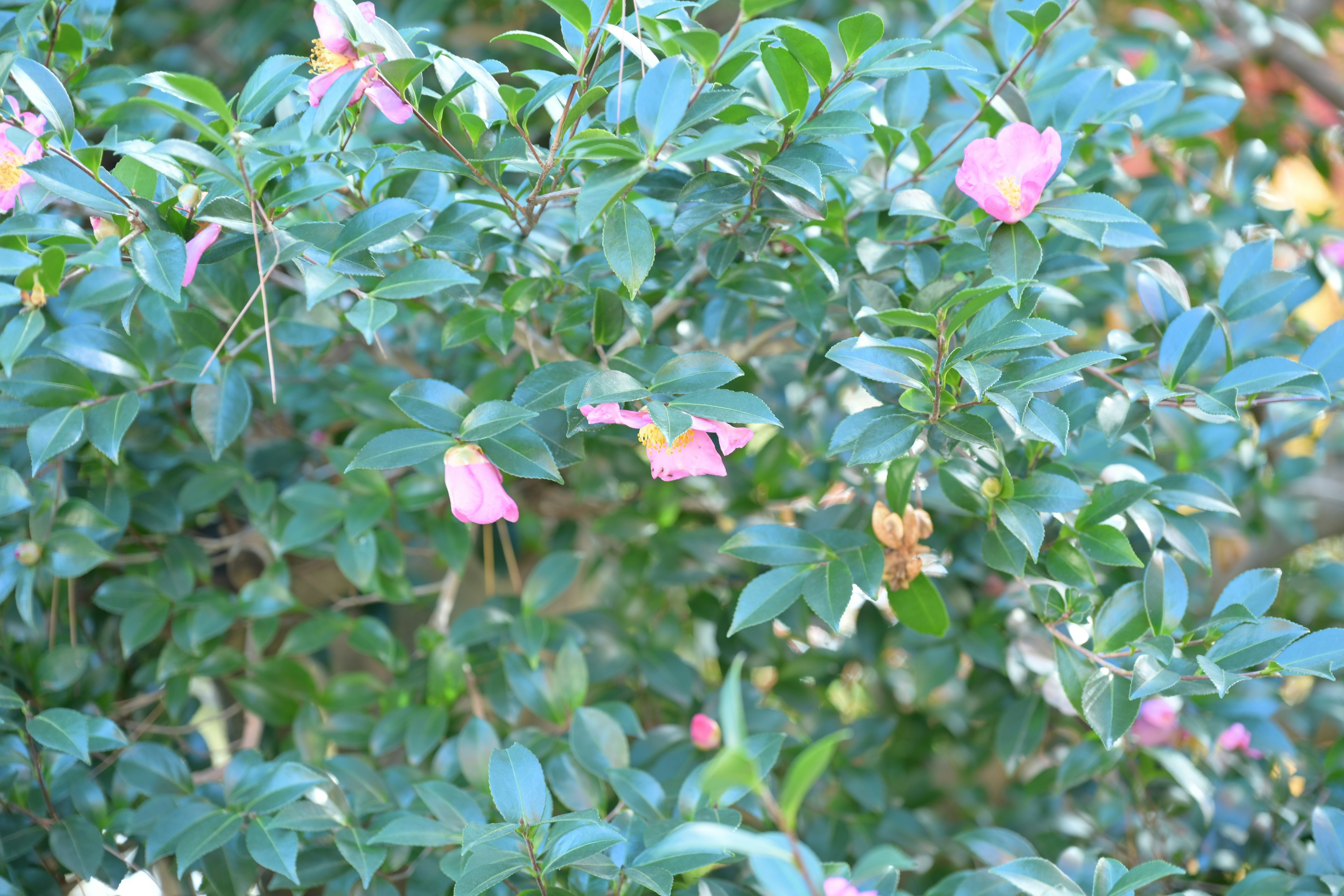 緑の葉に囲まれた淡いピンクの花が咲いている植物の画像