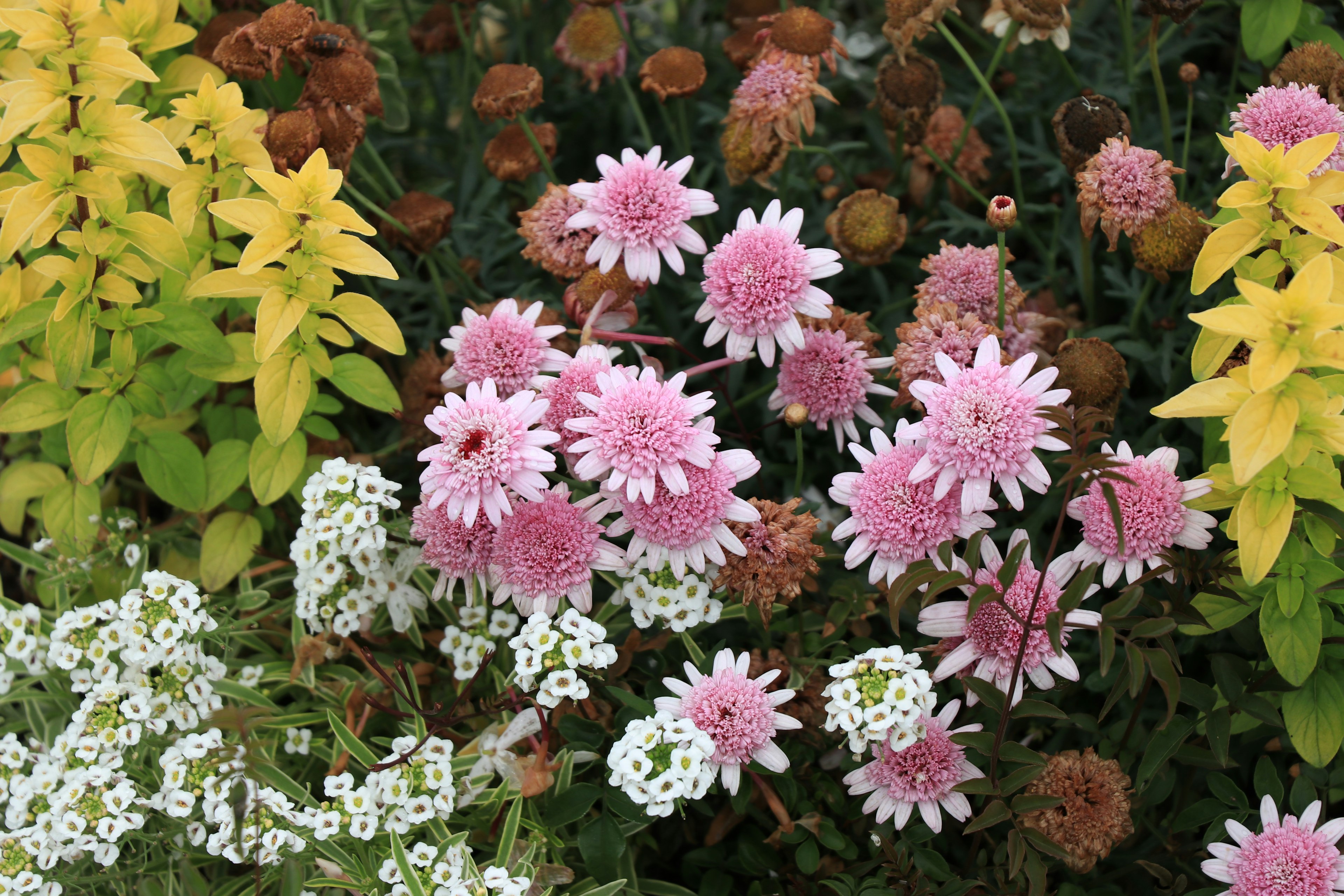 Scena di giardino vibrante con fiori rosa e bianchi tra il fogliame giallo