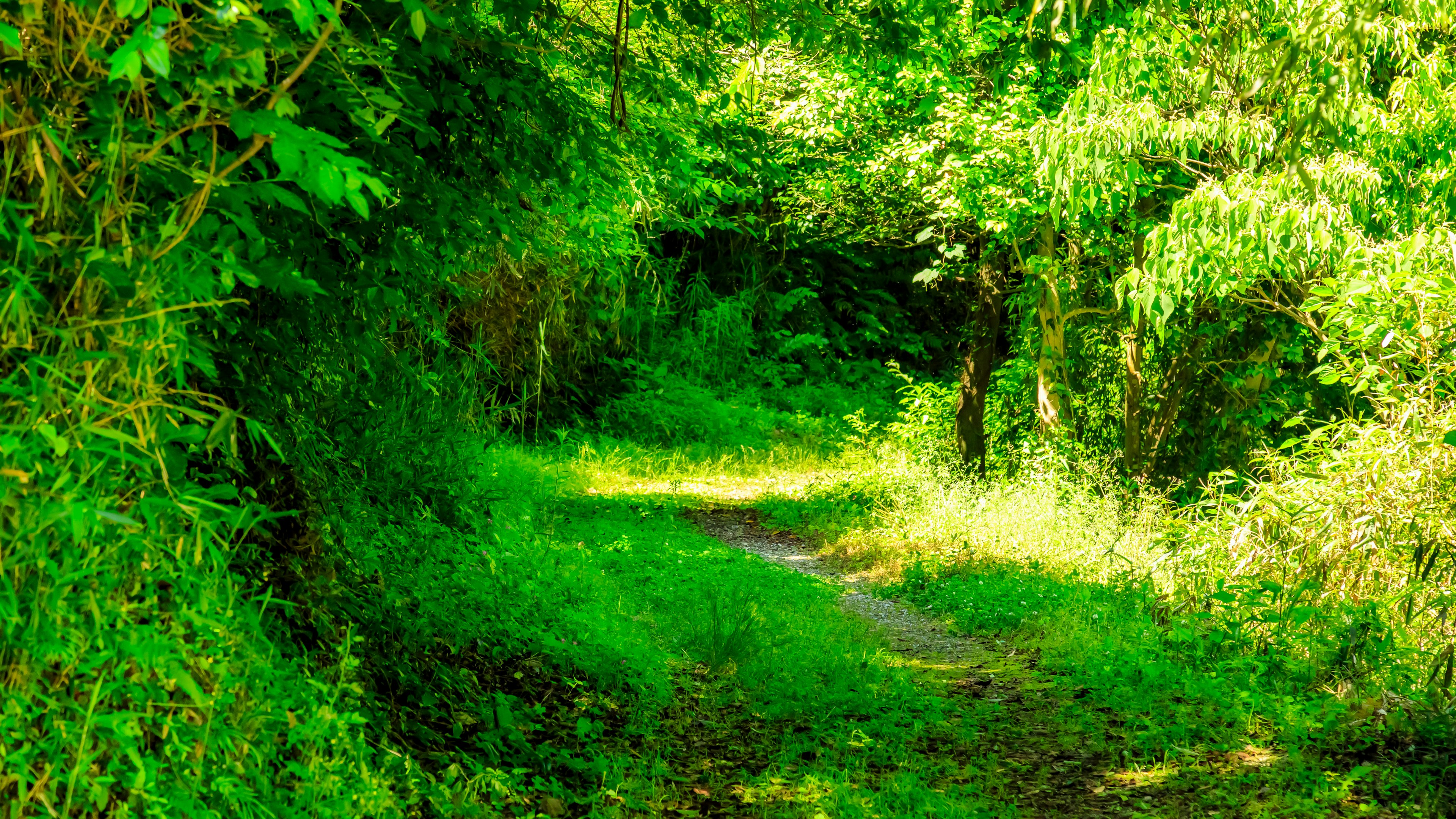 Un sendero sereno rodeado de exuberante vegetación Luz del sol filtrándose a través del follaje vibrante